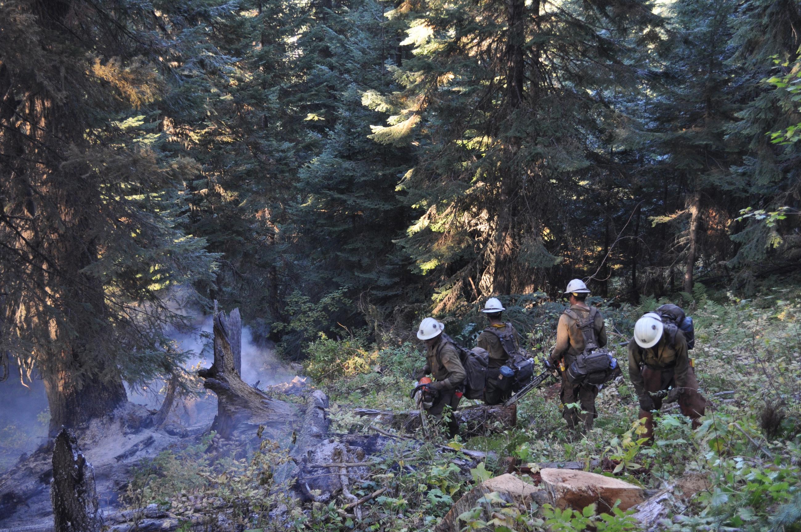 Four firefighters use tools in forest near smoking trees