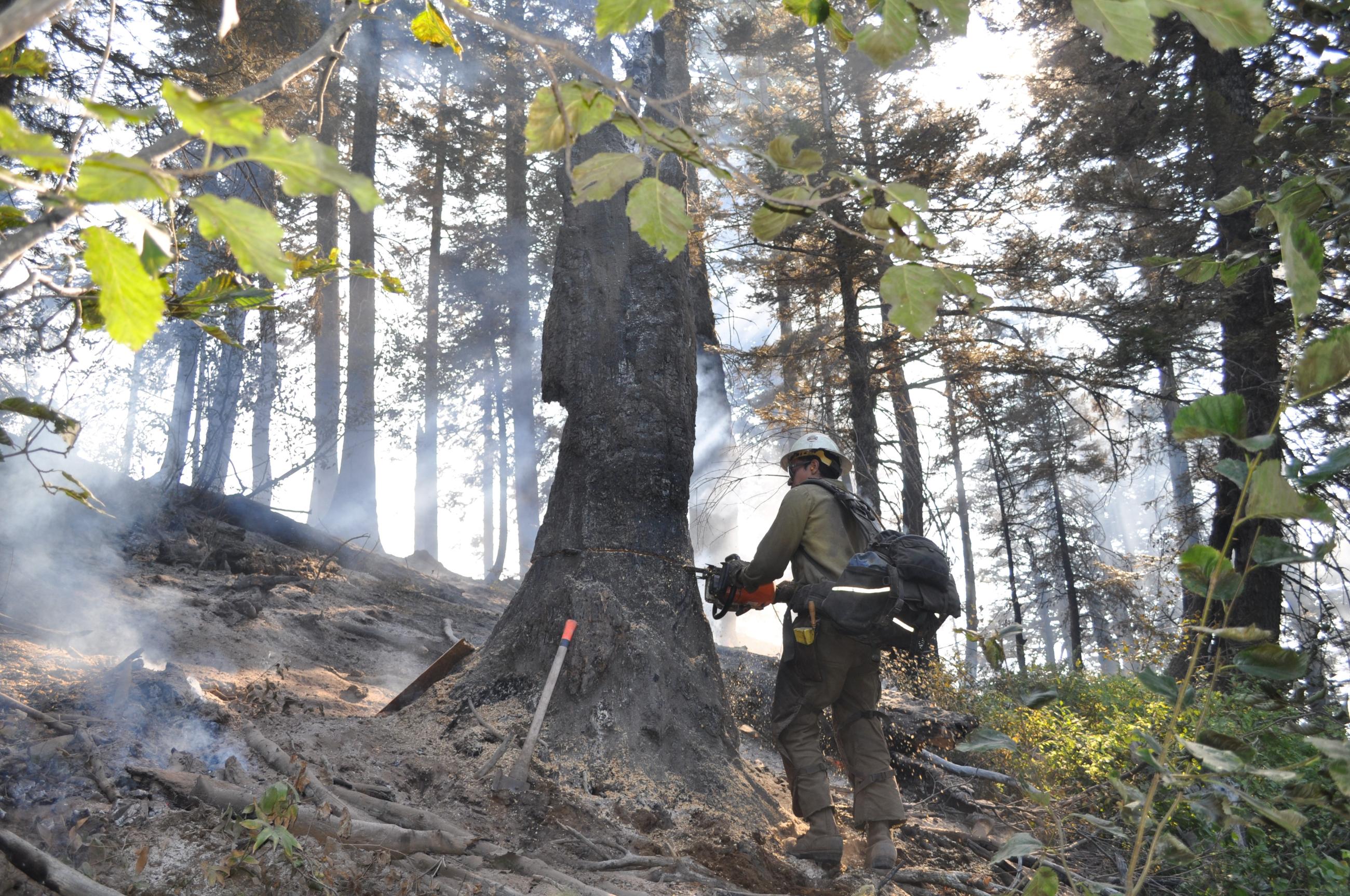 firefighter chainsaws a burned standing tree