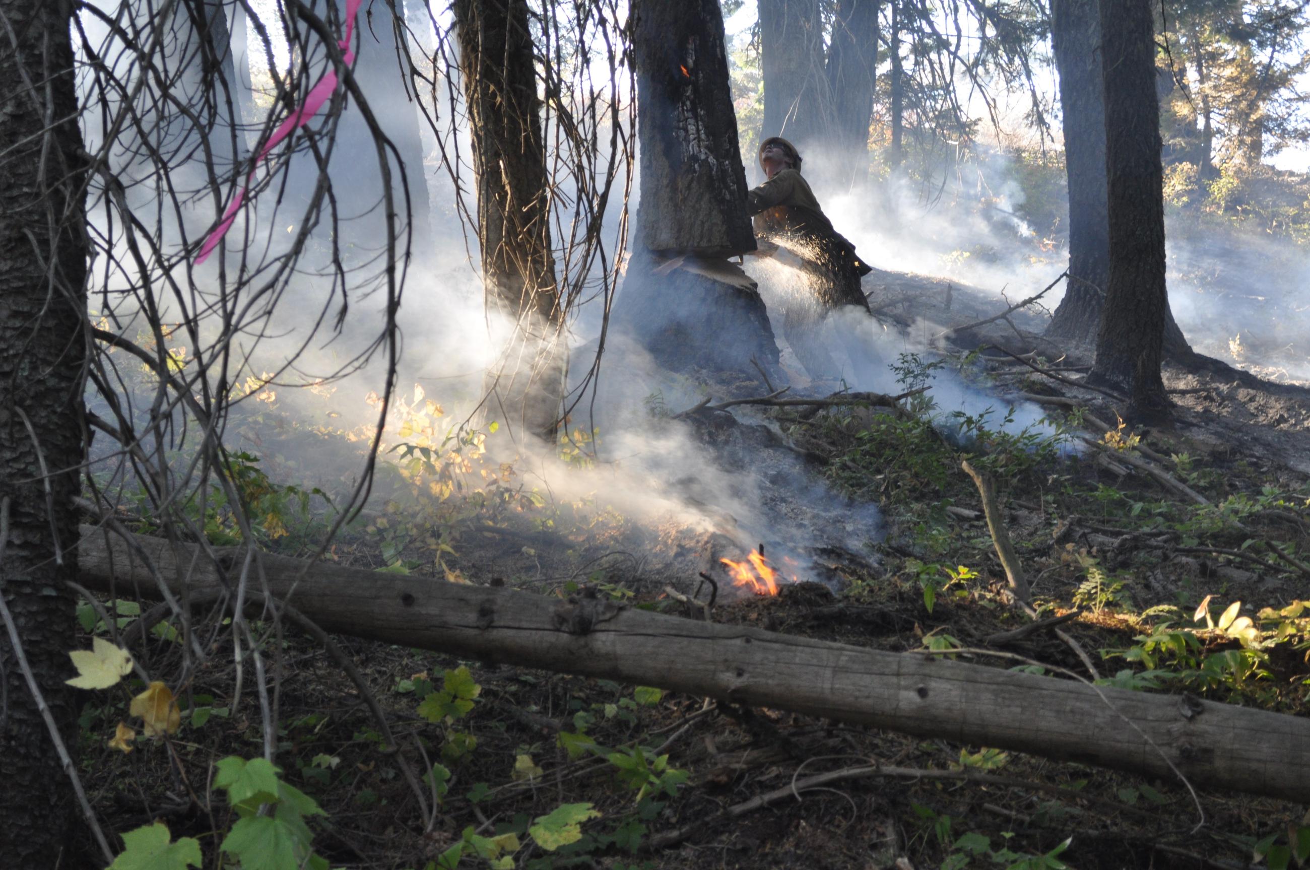 Firefighter chainsaws into smoldering tree