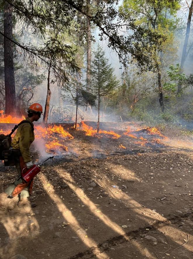 A firefighter watches are low grass and pine needles burn near the fires edge.