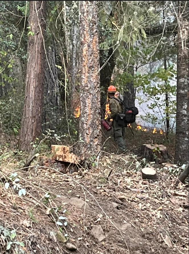 Smoke Drifts from near a planned fireline on the Shoe Fire