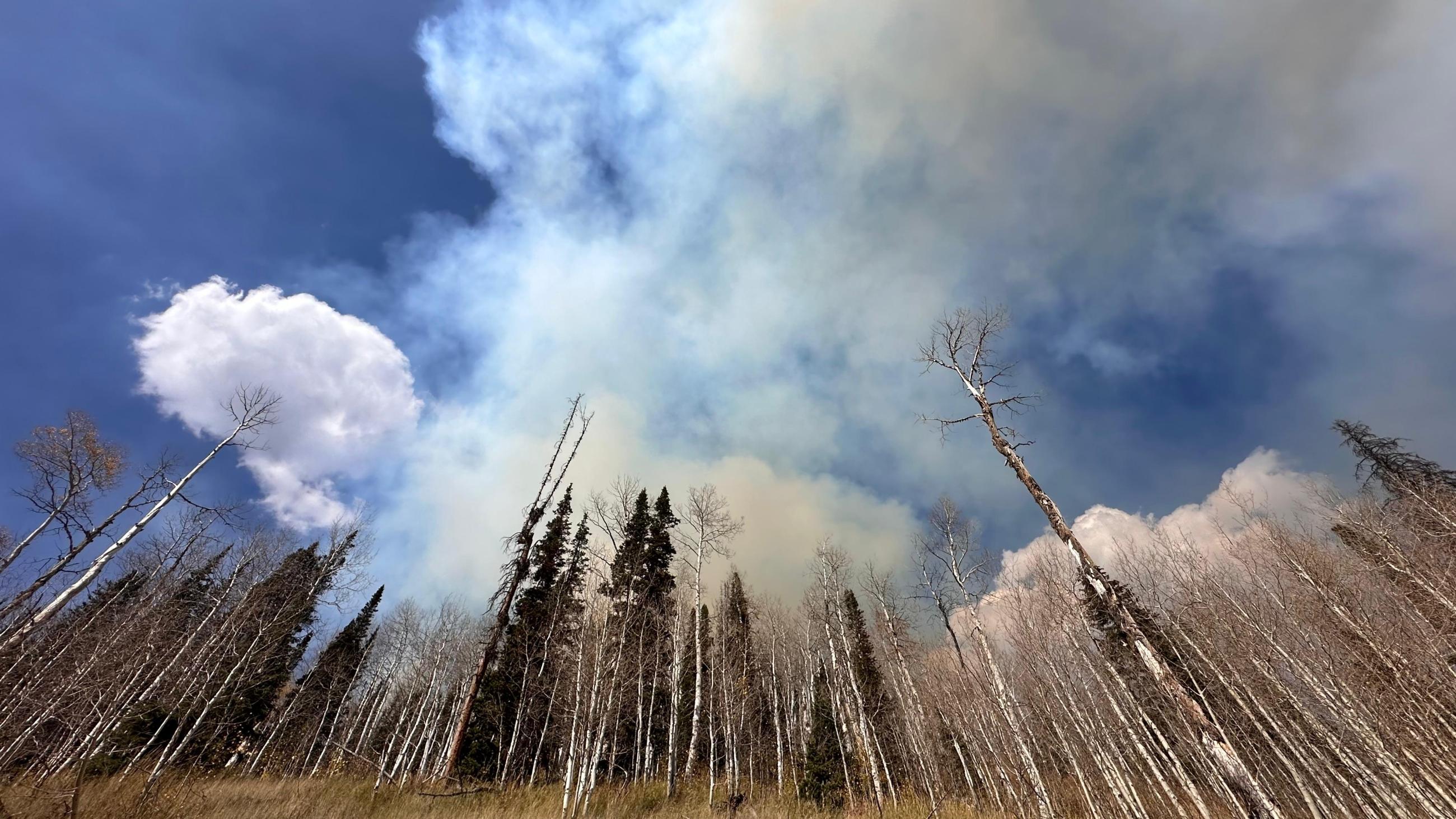 Smoke rising above the trees on the Yellow Lake Fire