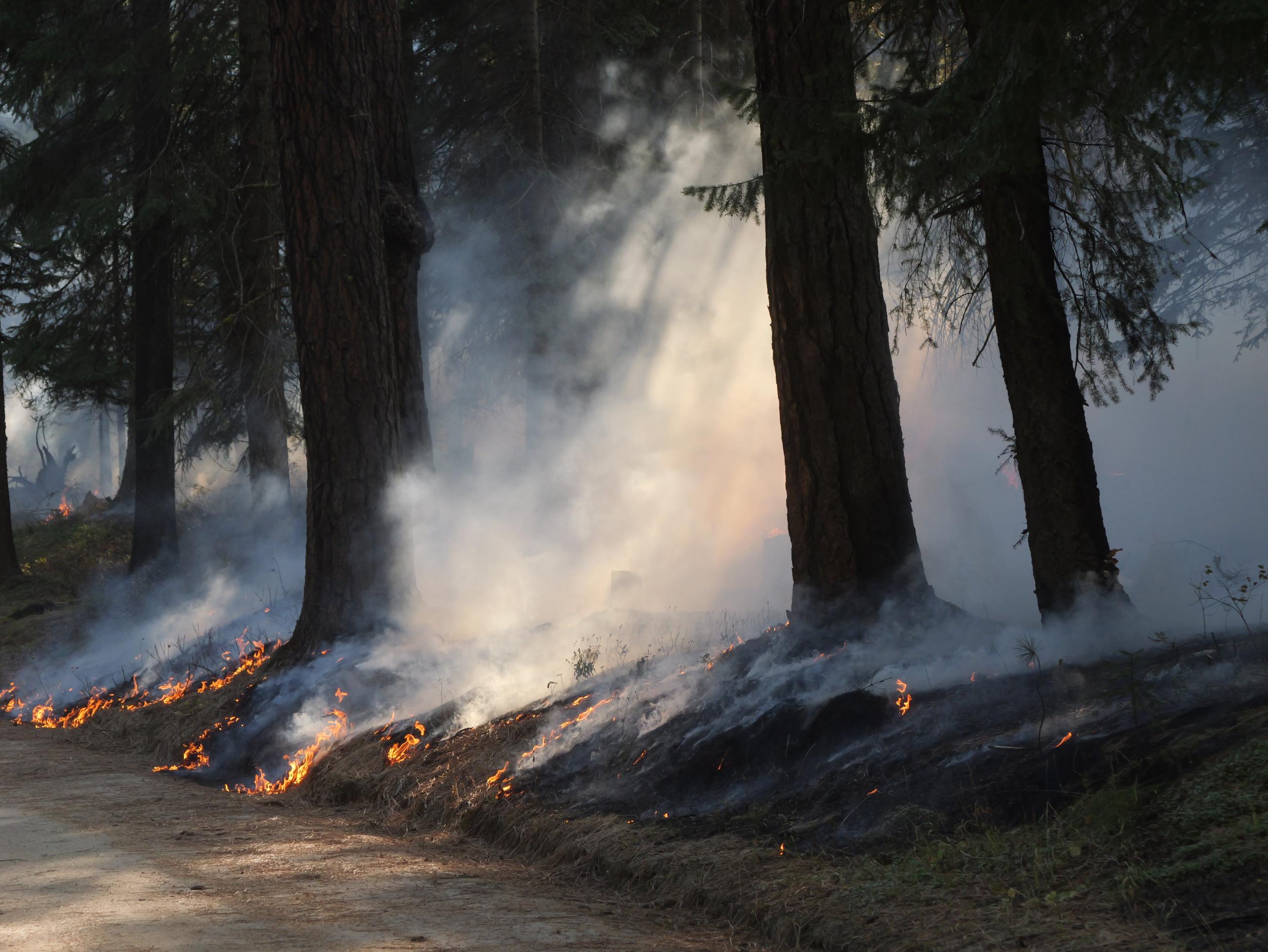 Three trees are shrouded in smoke with small flames nearby.