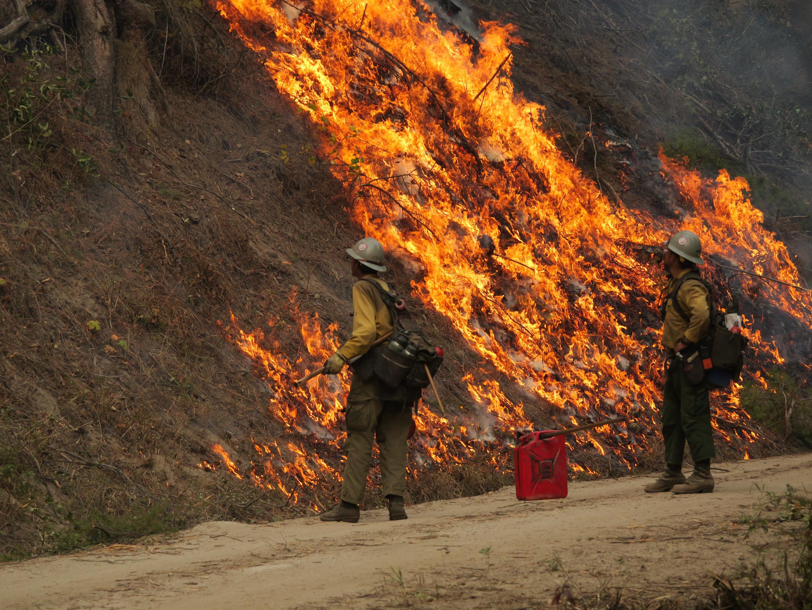 Low flames cover a steep embankment next to a road where two firefighters with tools are standing during a "burn out" operation.