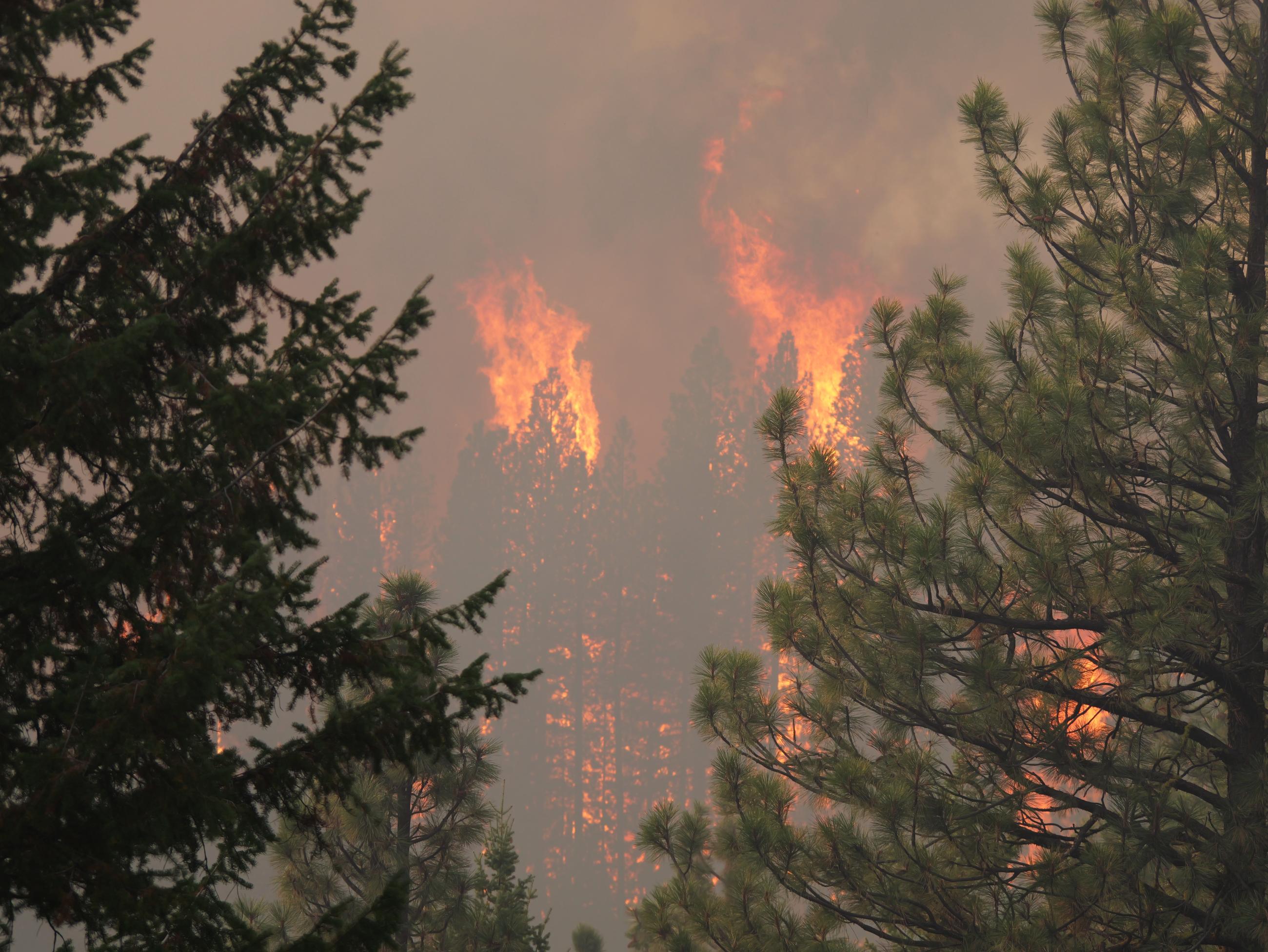 Framed by green trees, other trees in the distance "torch off" as they become fully engulfed in fire.