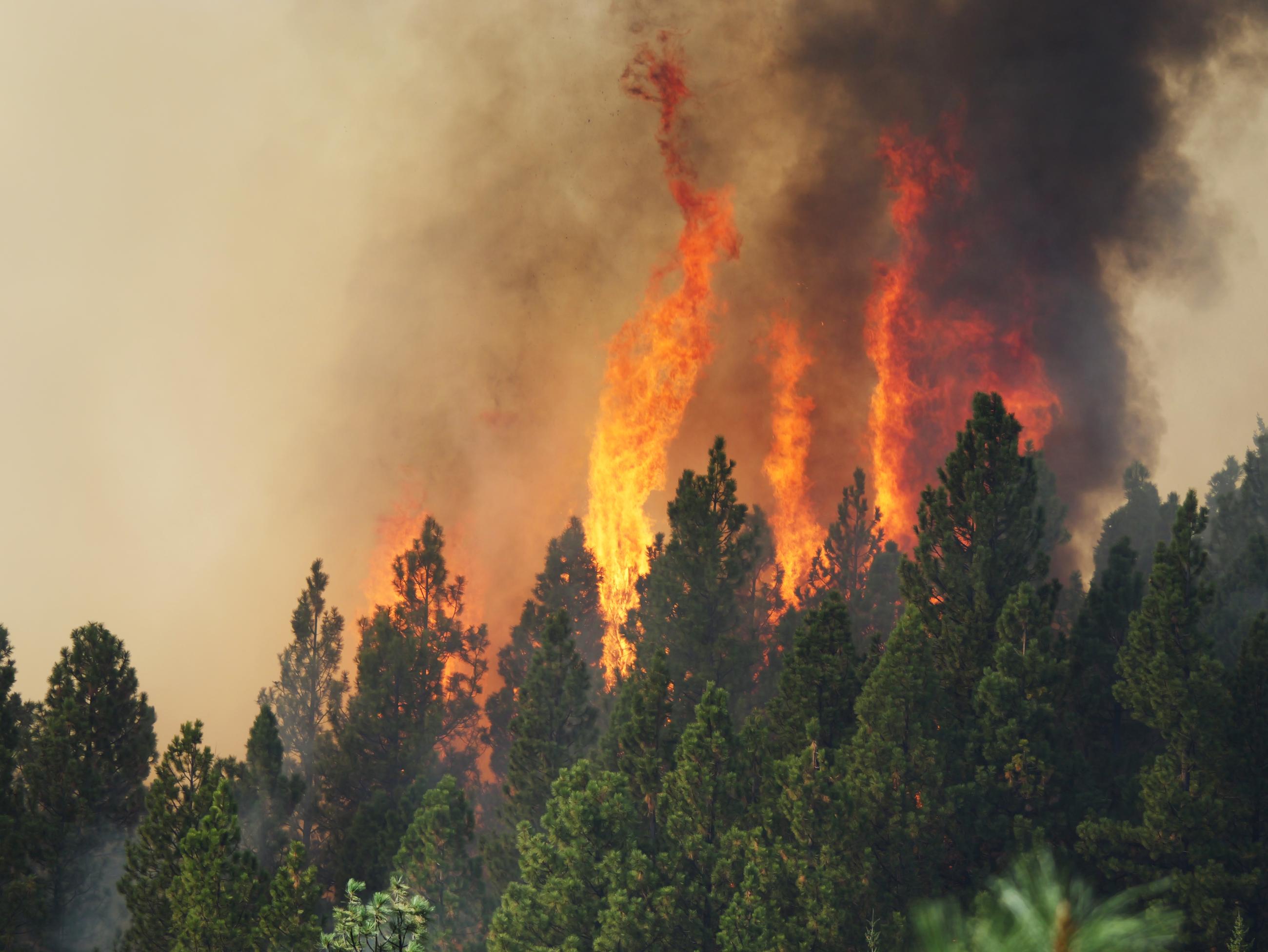 A group of trees is engulfed in flames on the Goat Fire on October 2, 2024.