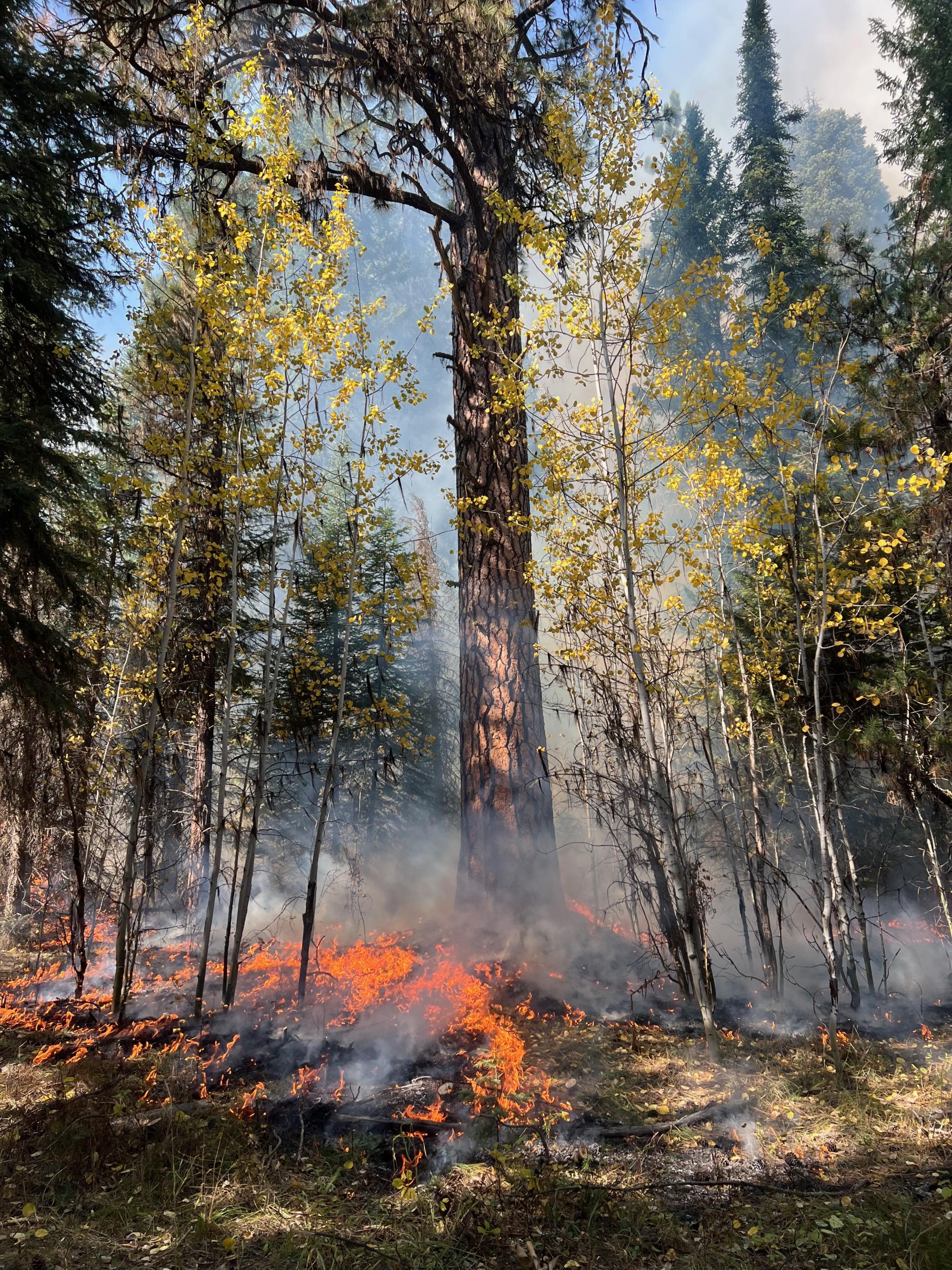 A small fire burns on the ground near a large Ponderosa pine tree, flanked by Aspen trees with golden leaves.