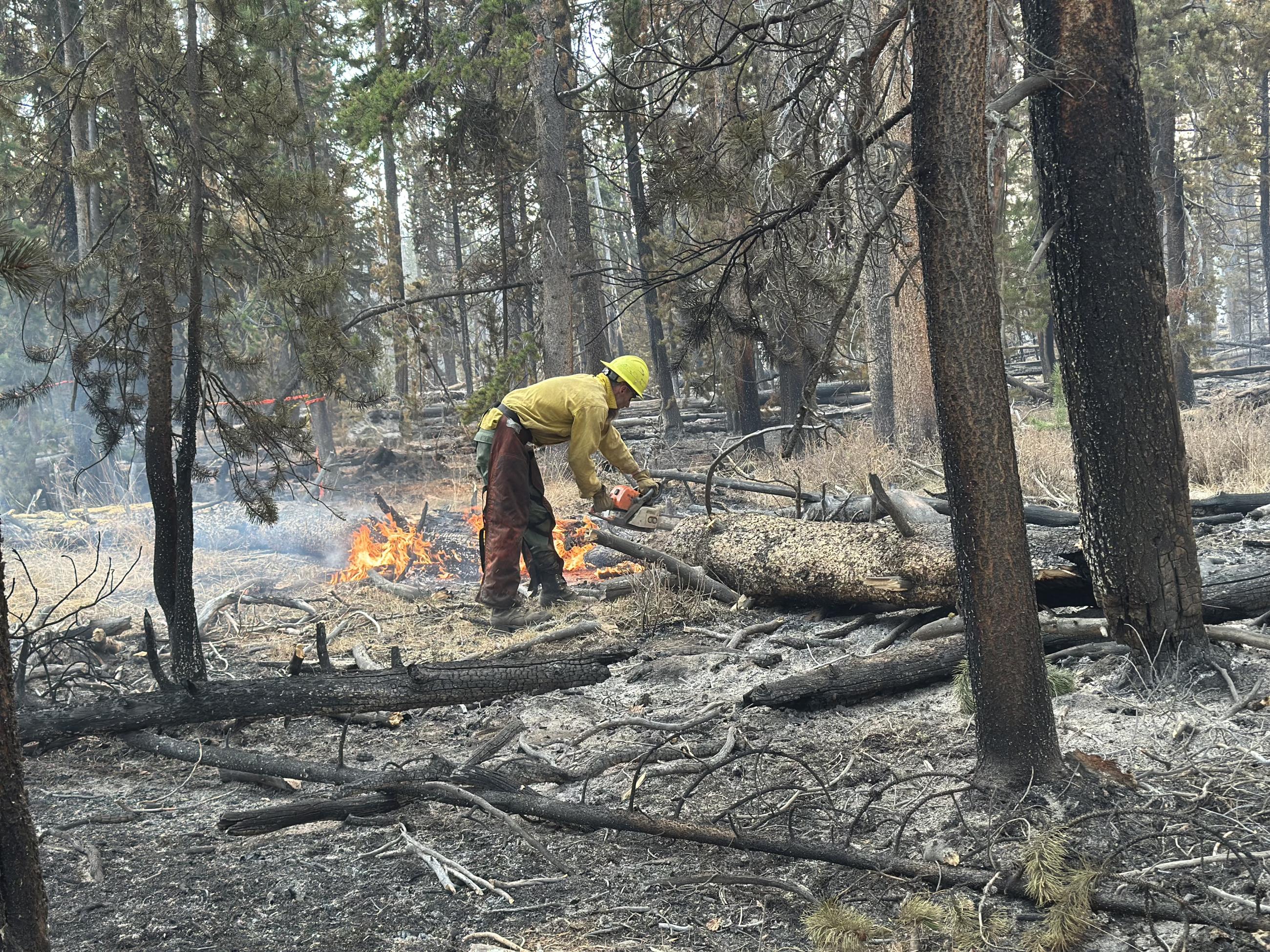 Firefighter cutting up a fallen snag.