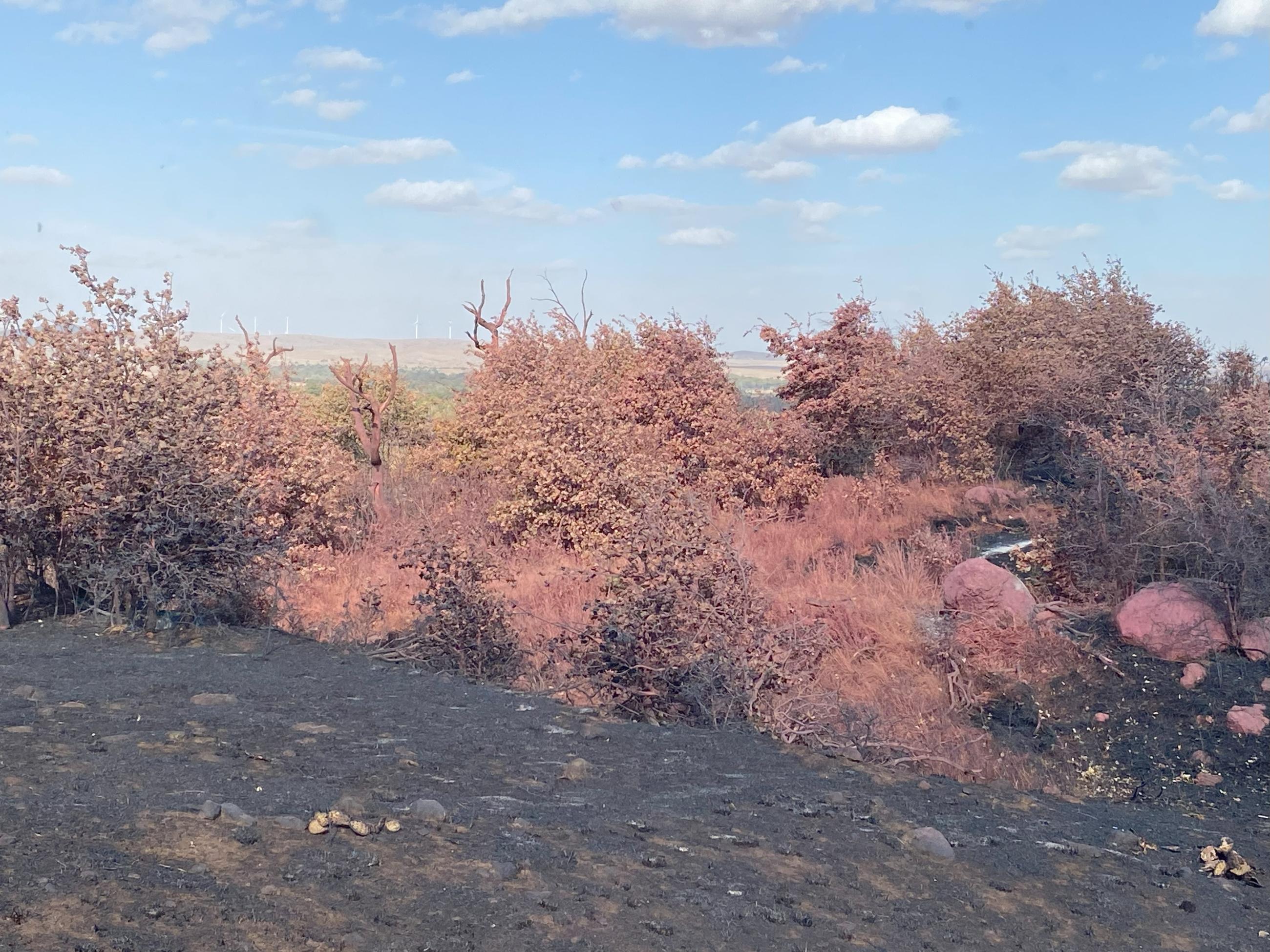 Fire Retardant (pink) dropped by fixed wing aircraft slows fire progression