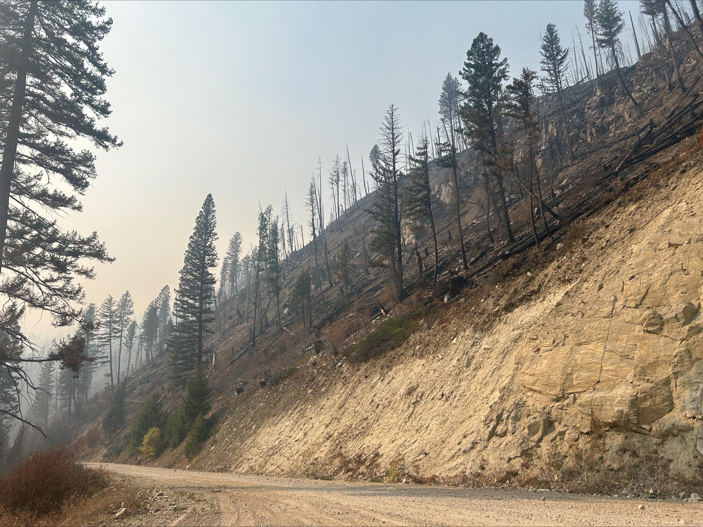 Photo of road and burned area 