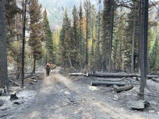 Handcrew walking through the black on the Logan Fire