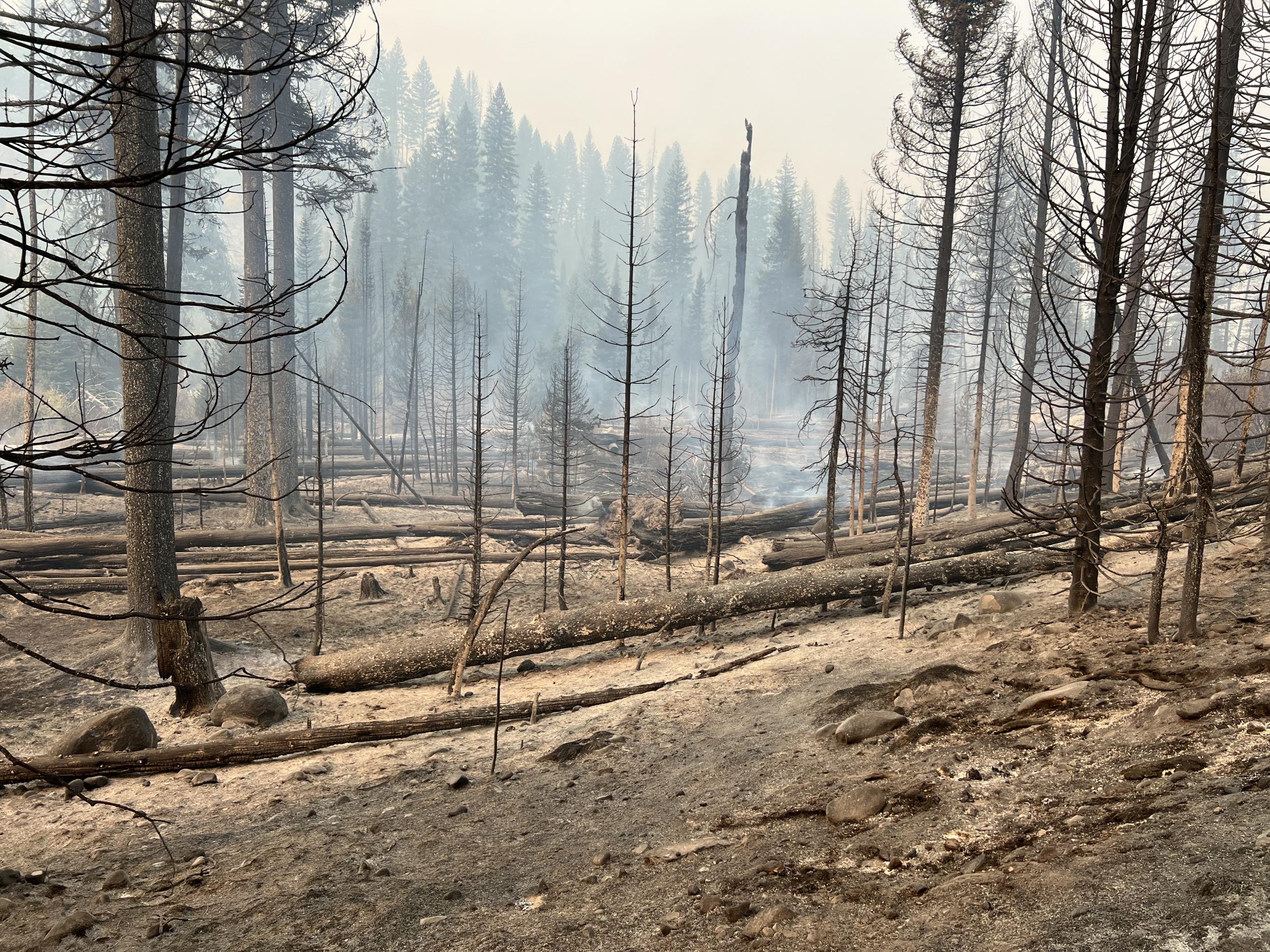 A severely burned and still smoking forest is shown. Black trunks stand among grey ash.