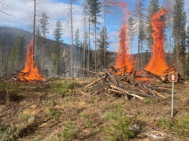 Piles burning in the woods 