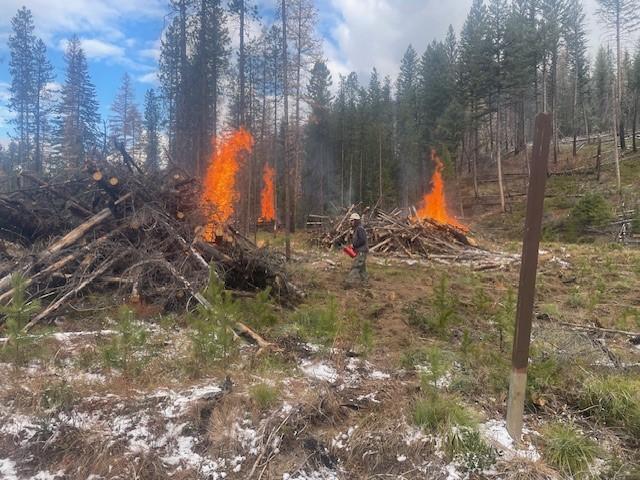 Firefighter with drip torch lighting piles on fire in the forest 