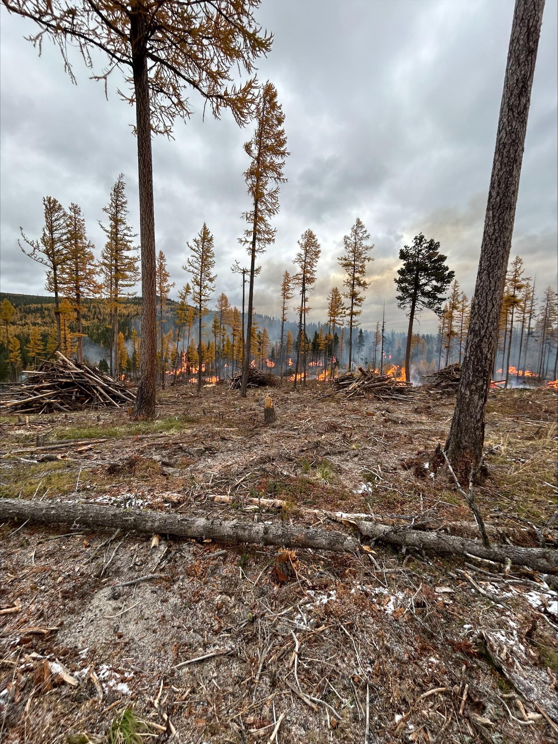 Piles burning in the forest