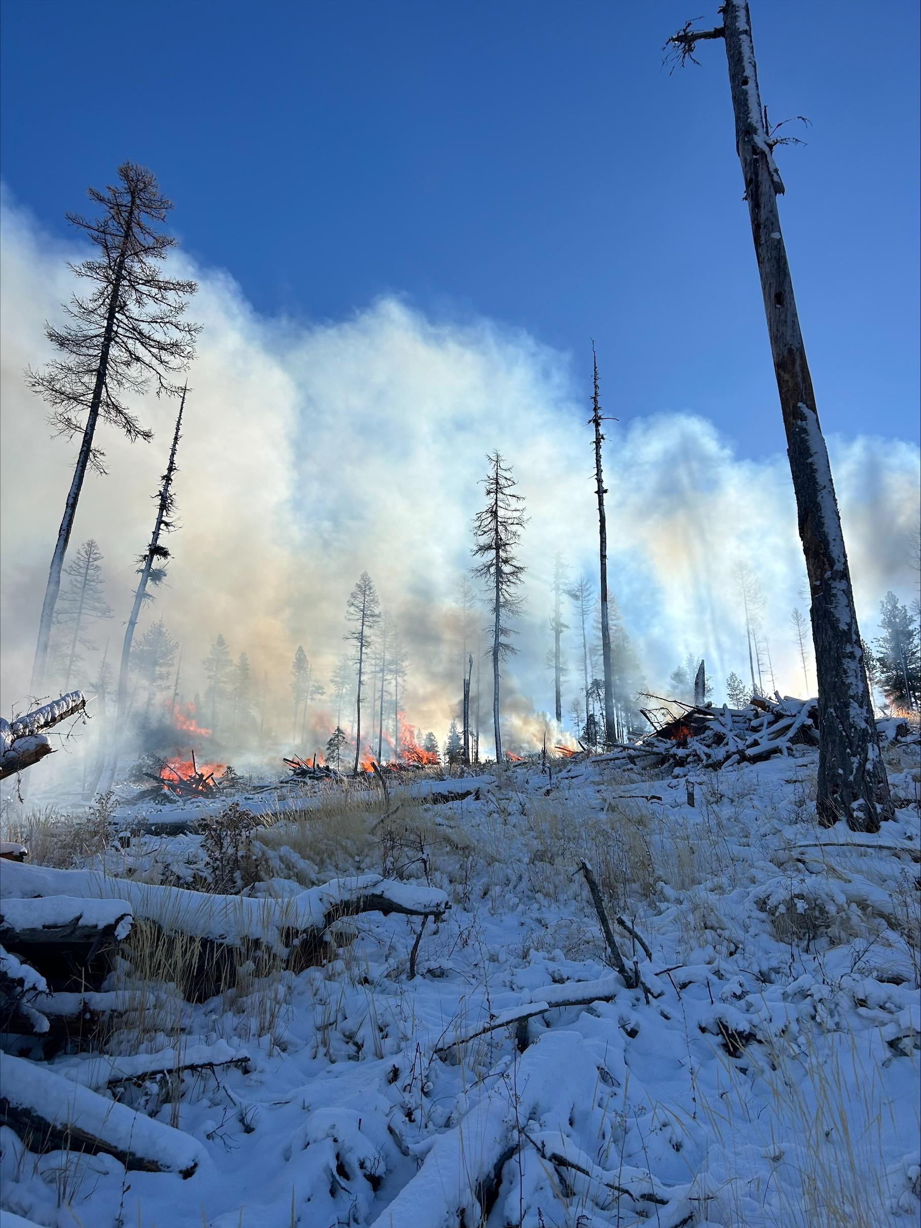 Piles burning in the forest