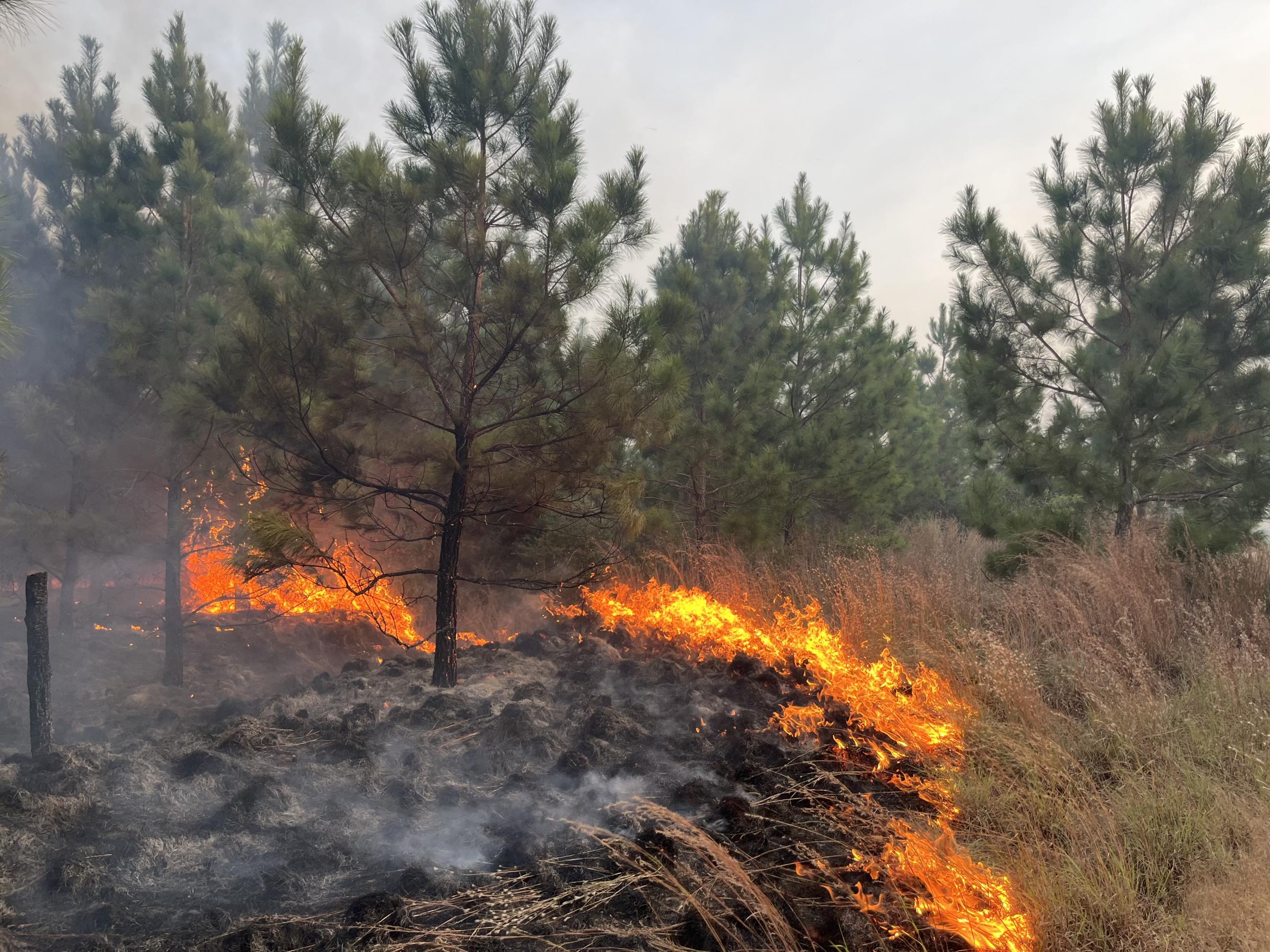 fire burns around a tree stand in thick dry grass