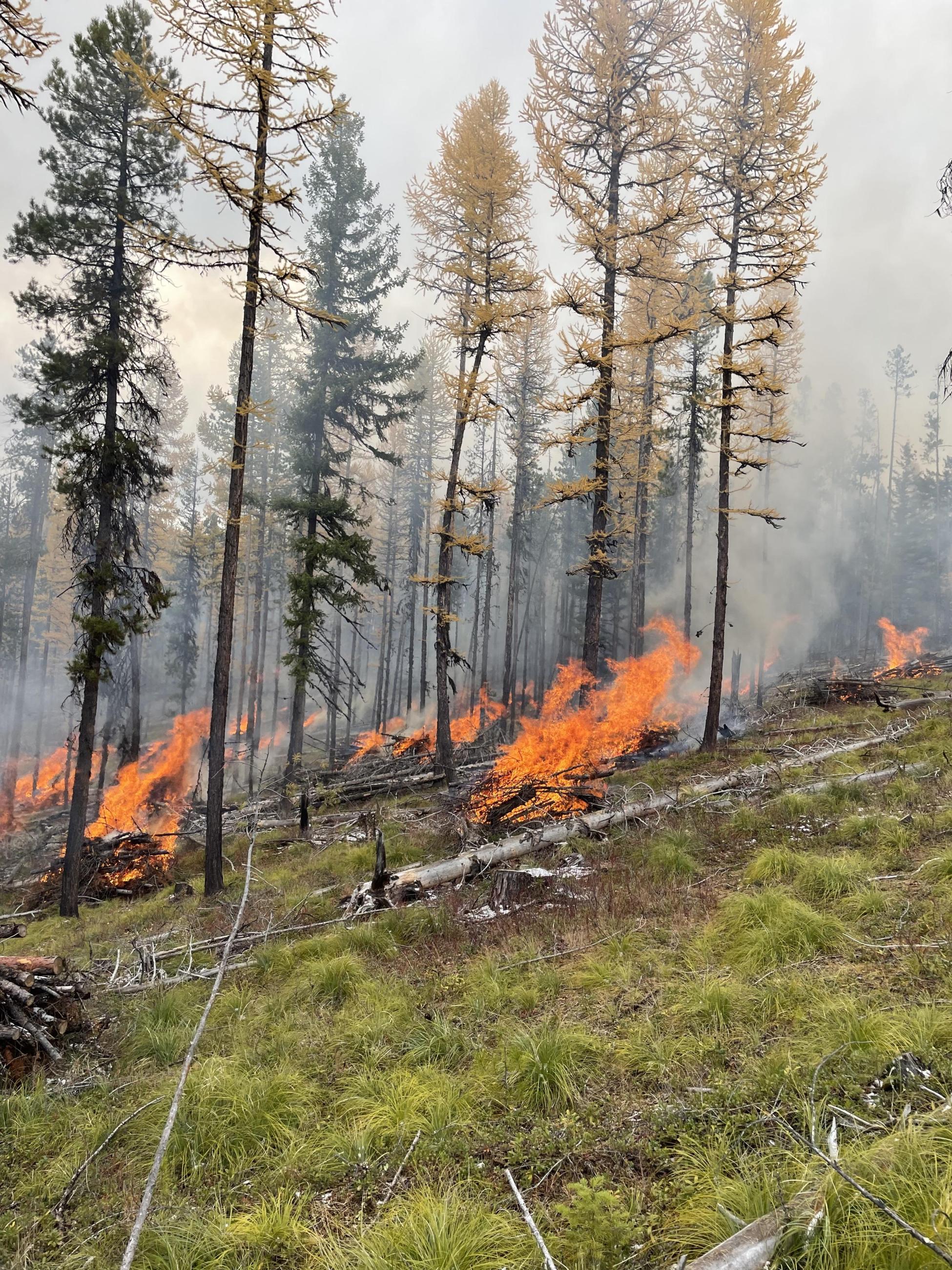 Pile burning in forest