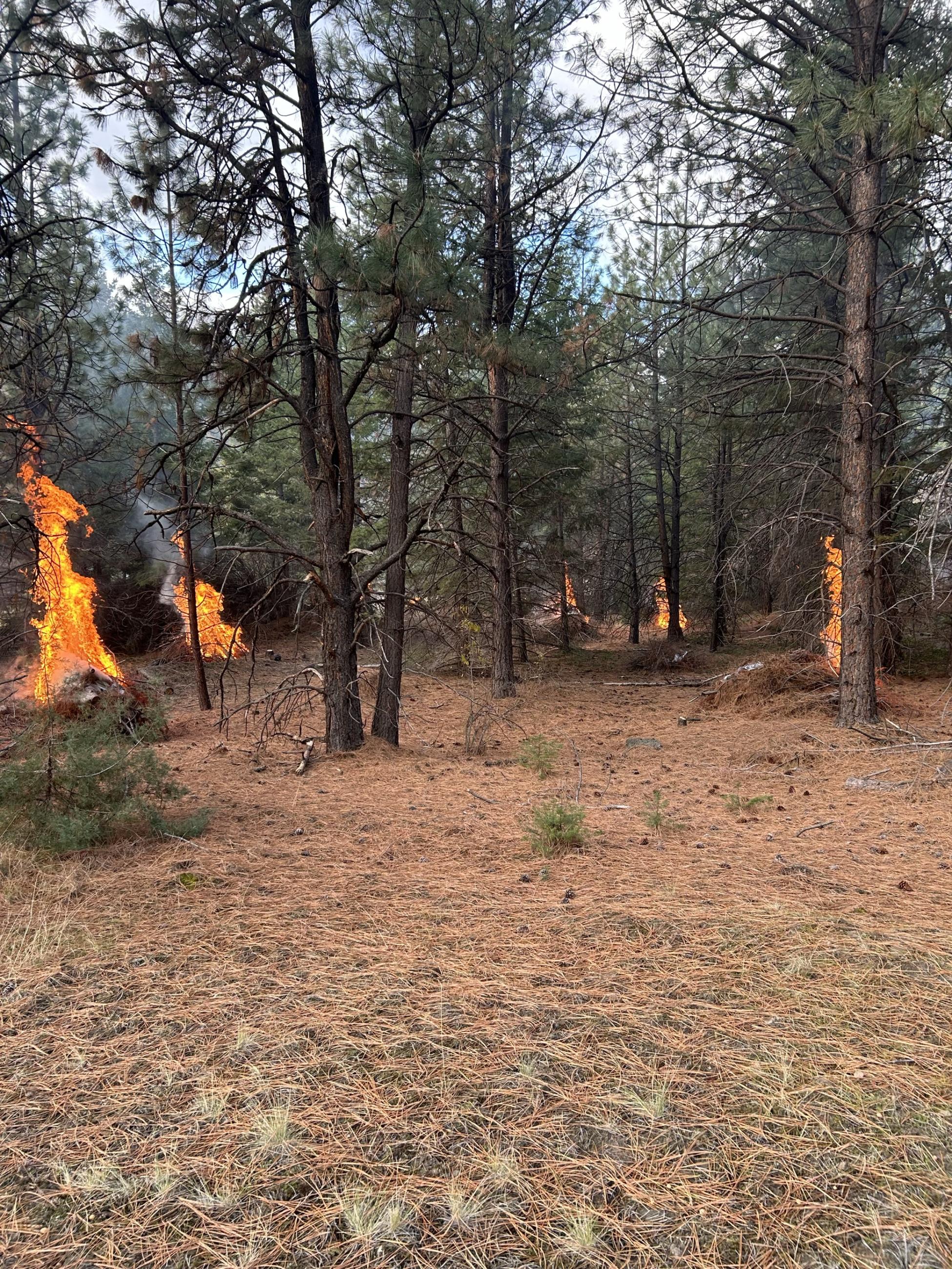 Piles of slash on fire in the forest 