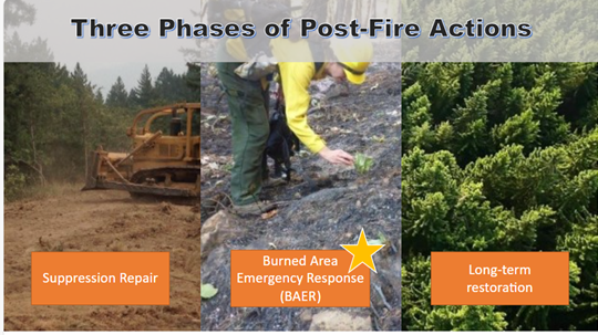 A photo depicting the three stages of wildfire recovery.