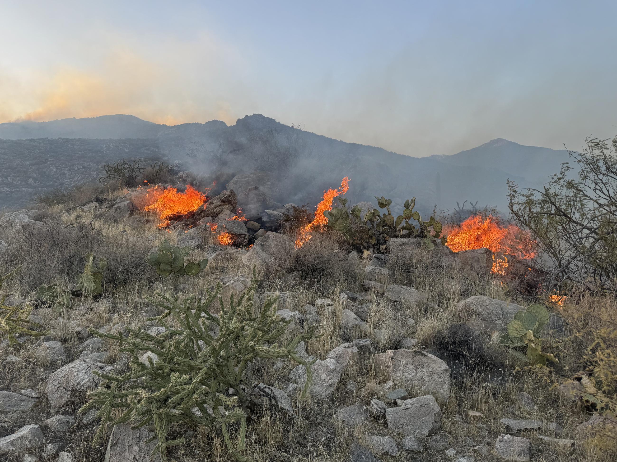 a fire burns in a rocky landscape with cactus, grasses, and other desert plants. Mountains are visible in the distance