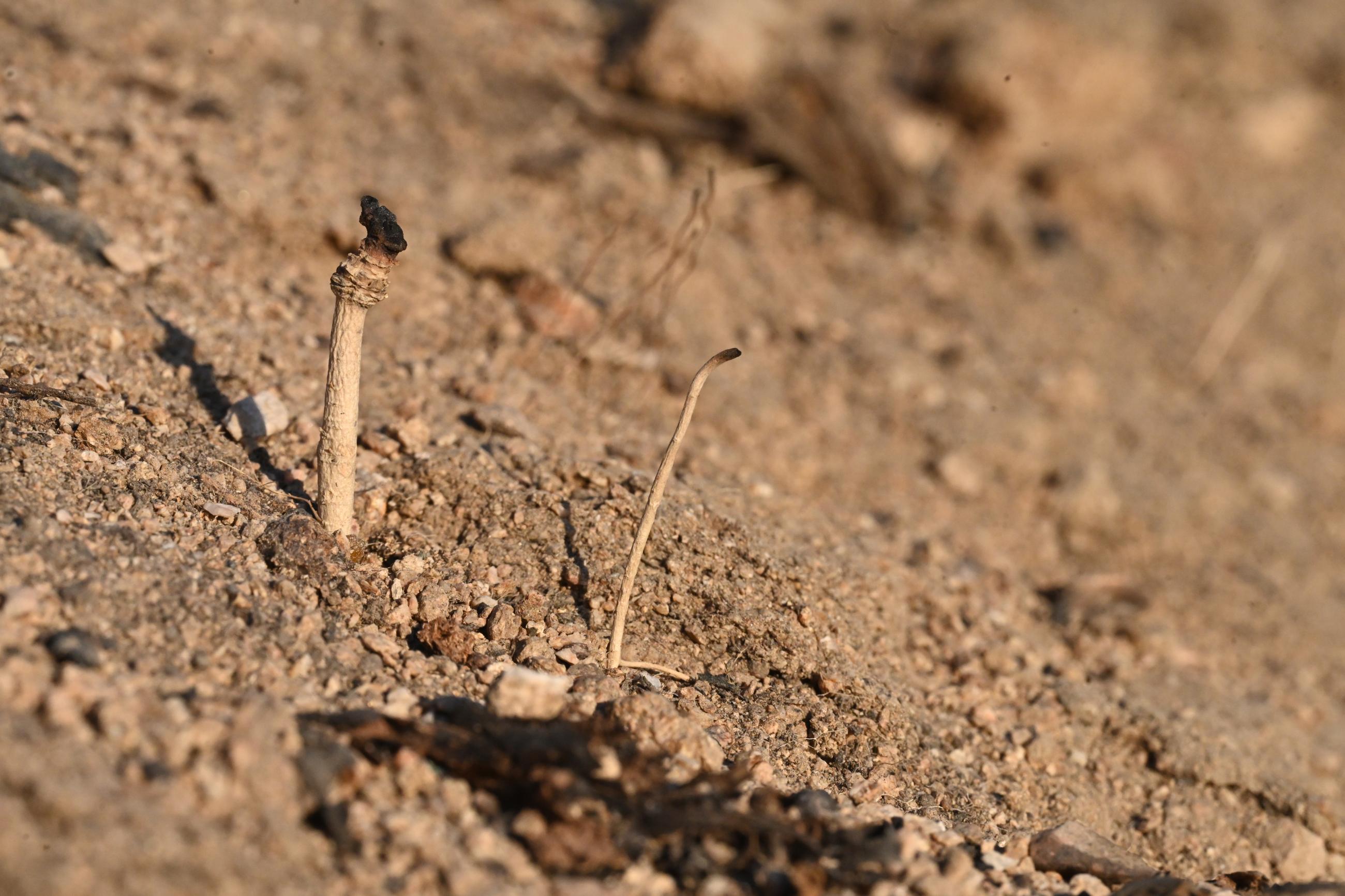 Color Photo Image Showing Top of Plants Burned by Eaton Fire and Surface Soil Blown Away by Santa Ana Winds