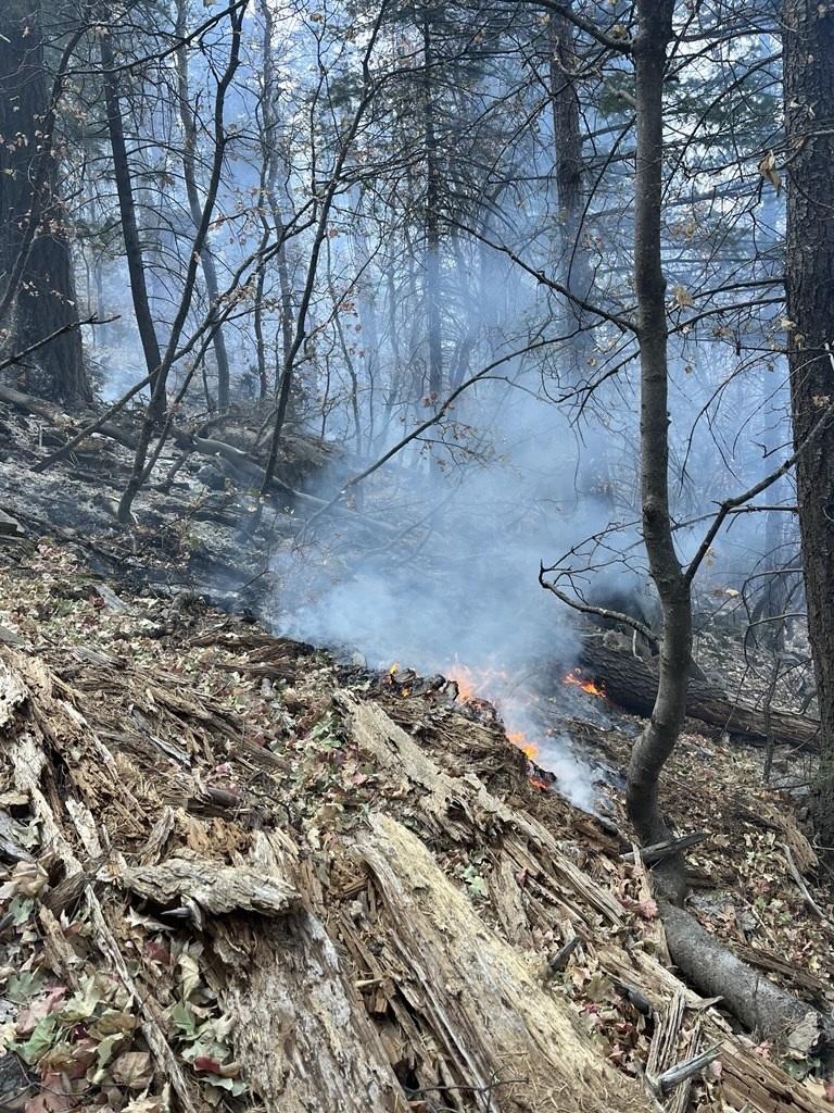 Short flames visible burning from a downed tree and light smoke above it.