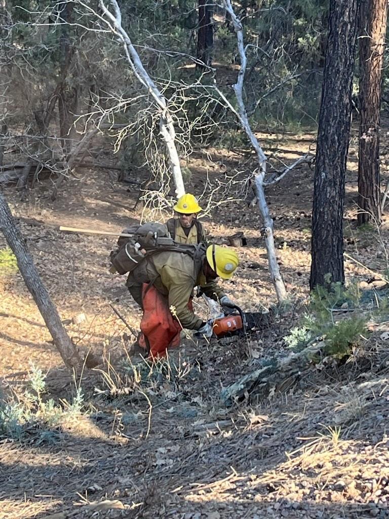 Two firefighters located in a wooded area with one using a saw to cut a small tree.