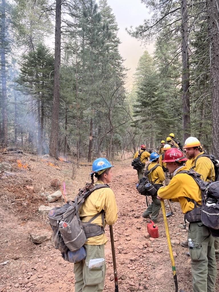 Firefighters stand along a trail/fireline through a pine forest with tools by their sides 