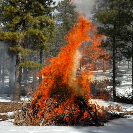 A pile of woody debris burns in a pine forest.