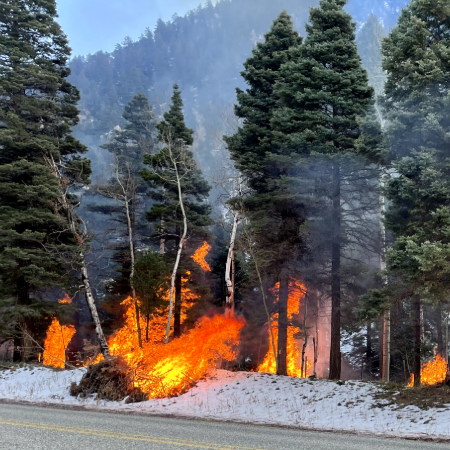 Burning piles of debris in a pine forest.