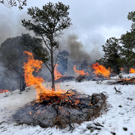 Piles of woody debris burn down in a pine forest.