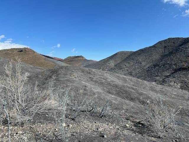 Brady Fire burned grasses