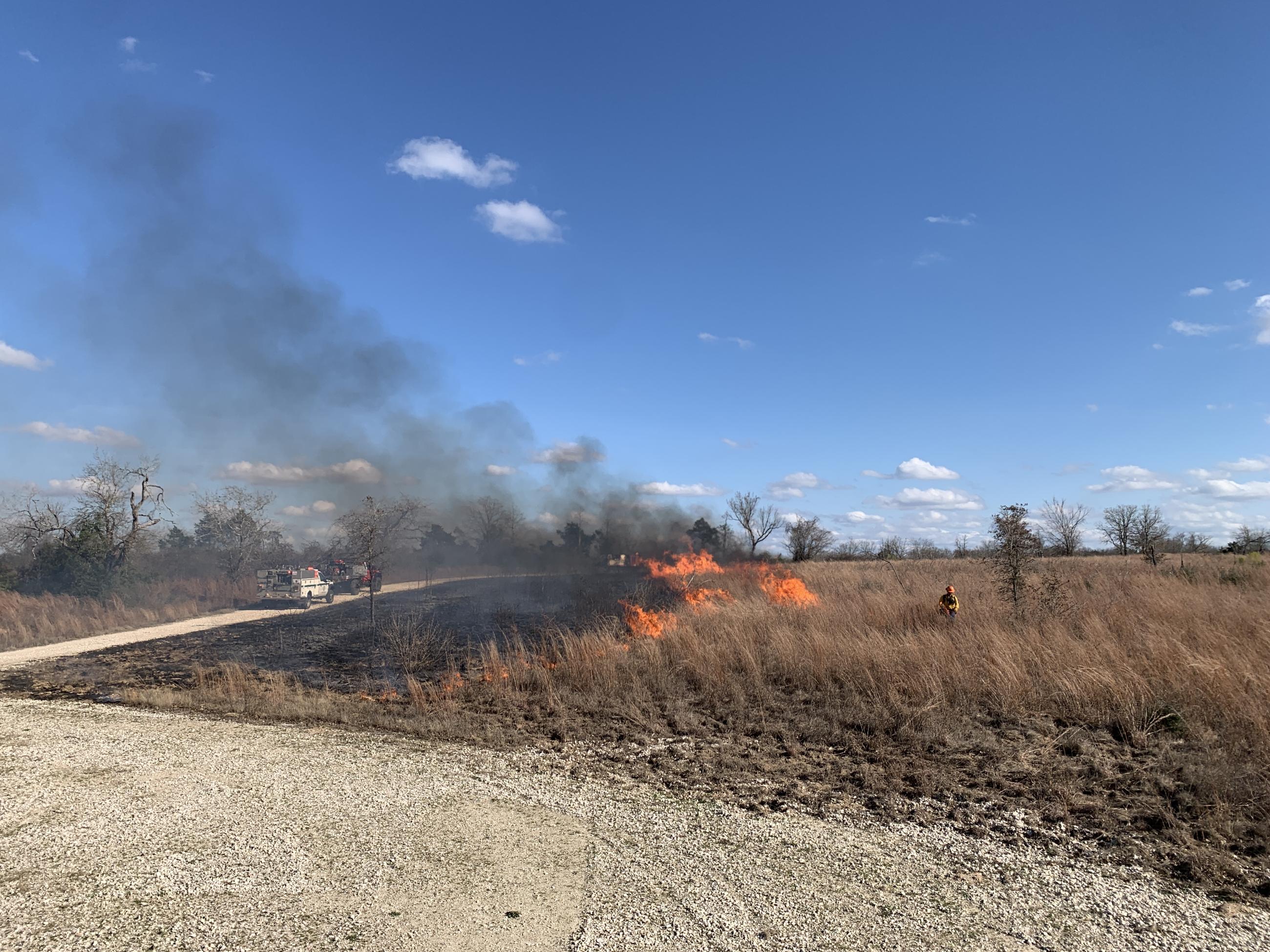 wildland firefighter in the center of the photo walking through 3 foot tall grass, which is brown from winter. Bright blue sky with smoke rising on the left side of the photo from fire in grass to the person's left. Firefighter is carrying a drip torch, lighting grass as they walk through grass