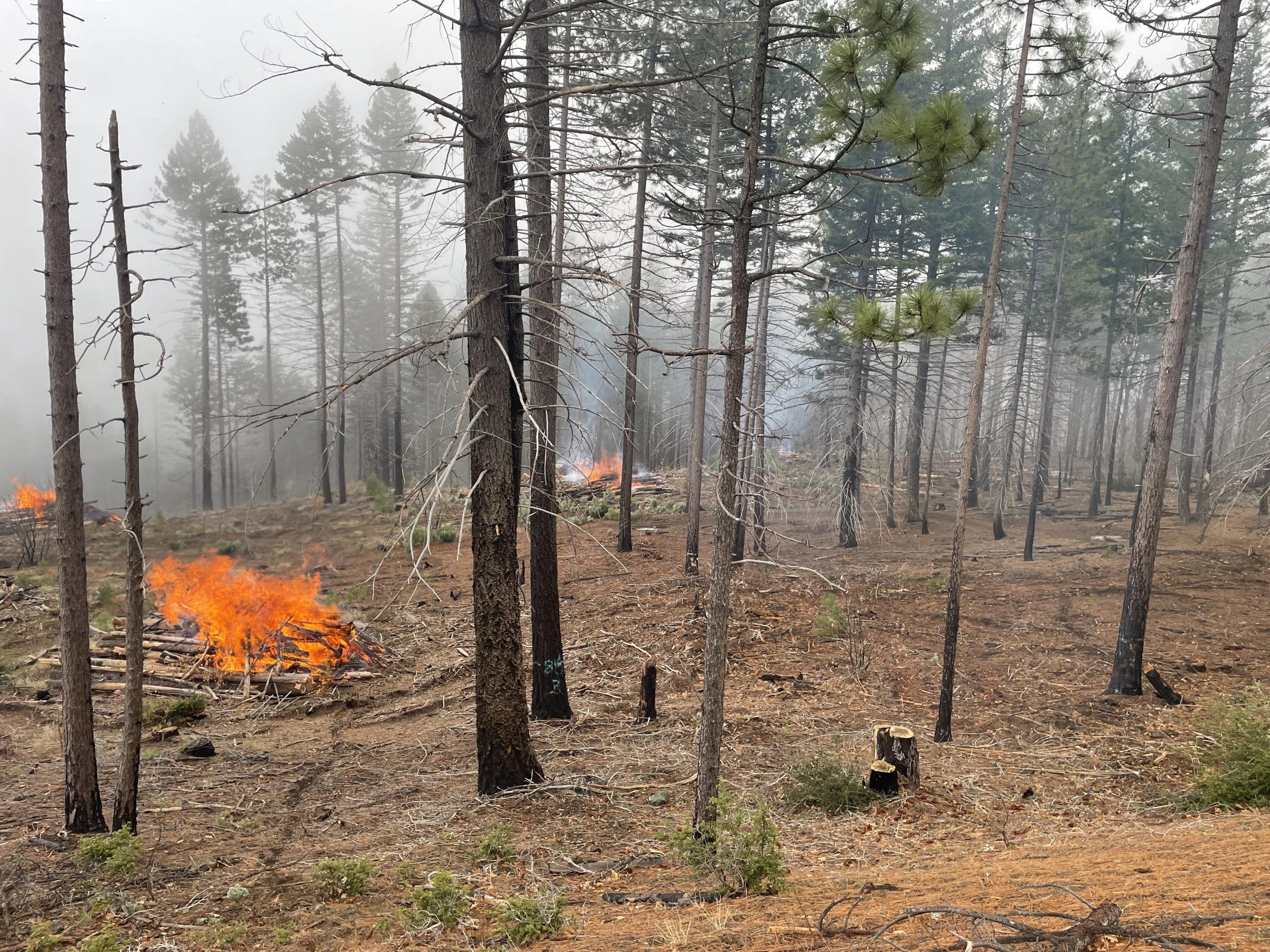 Firefighters take advantage of cool and wet weather conditions in spring 2025 to burn piles in preparation of future reforestation in these units.