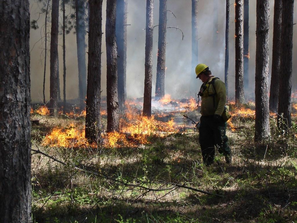 A firefighter in the woods on prescribed fire