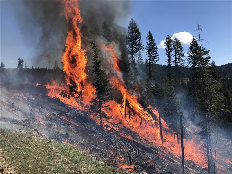 photo of prescribed fire 