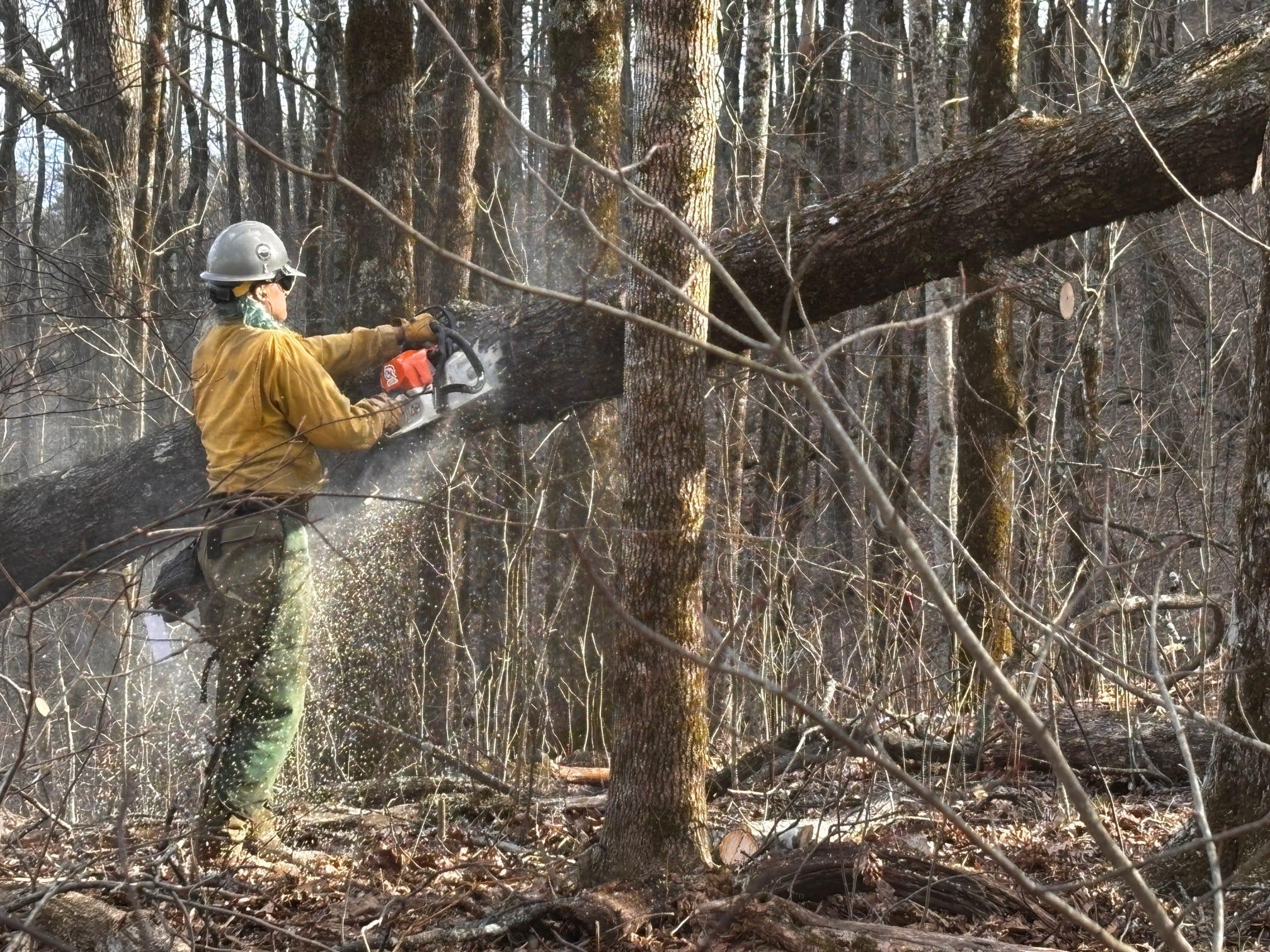 Photo of a firefighter cutting a tree with a chainsaw.