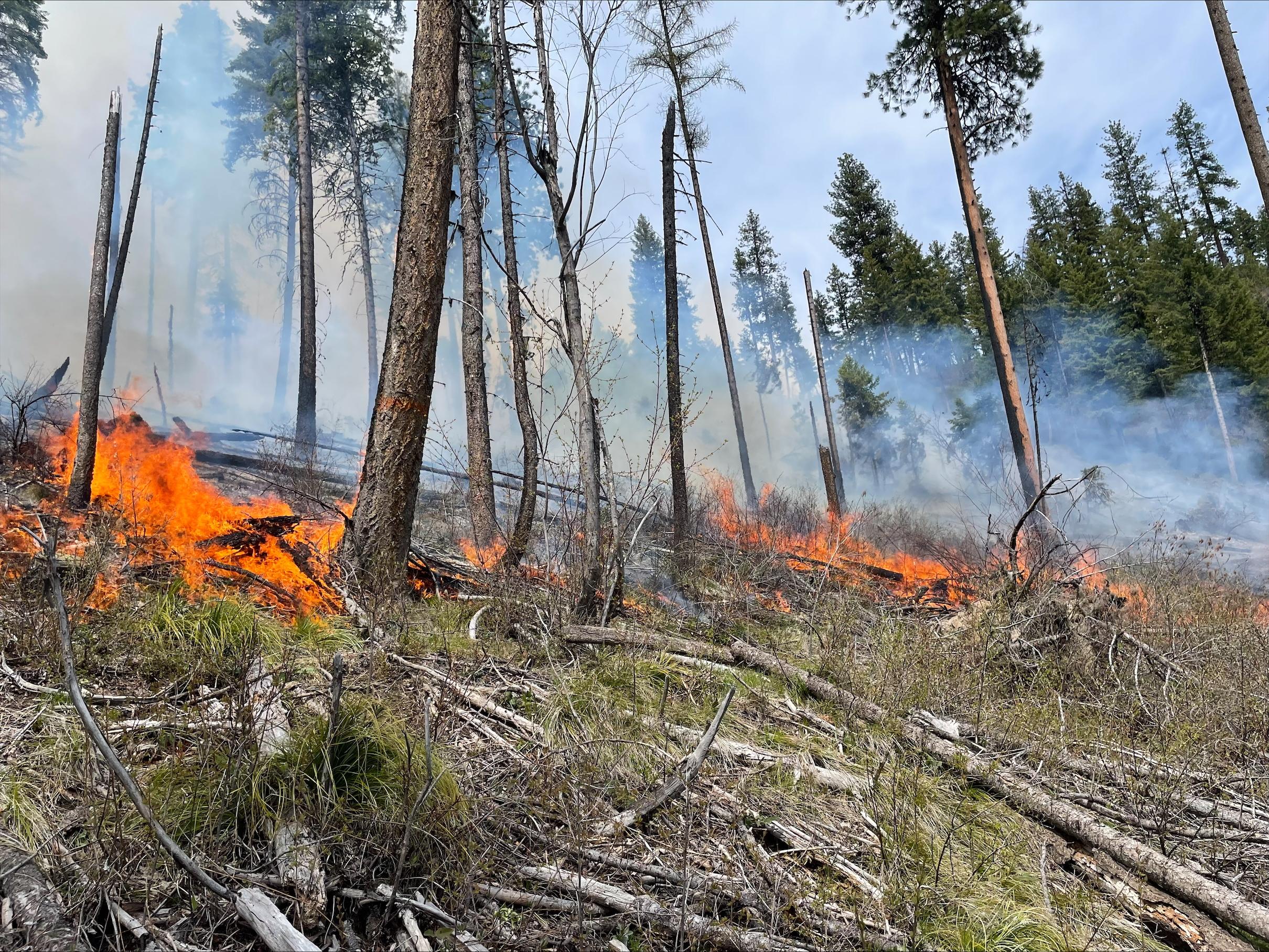 Low intensity prescribed fire 
