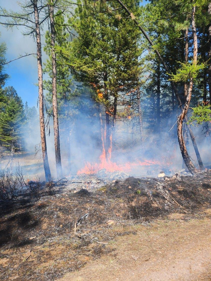 Photo of low intensity fire burning in the forest 