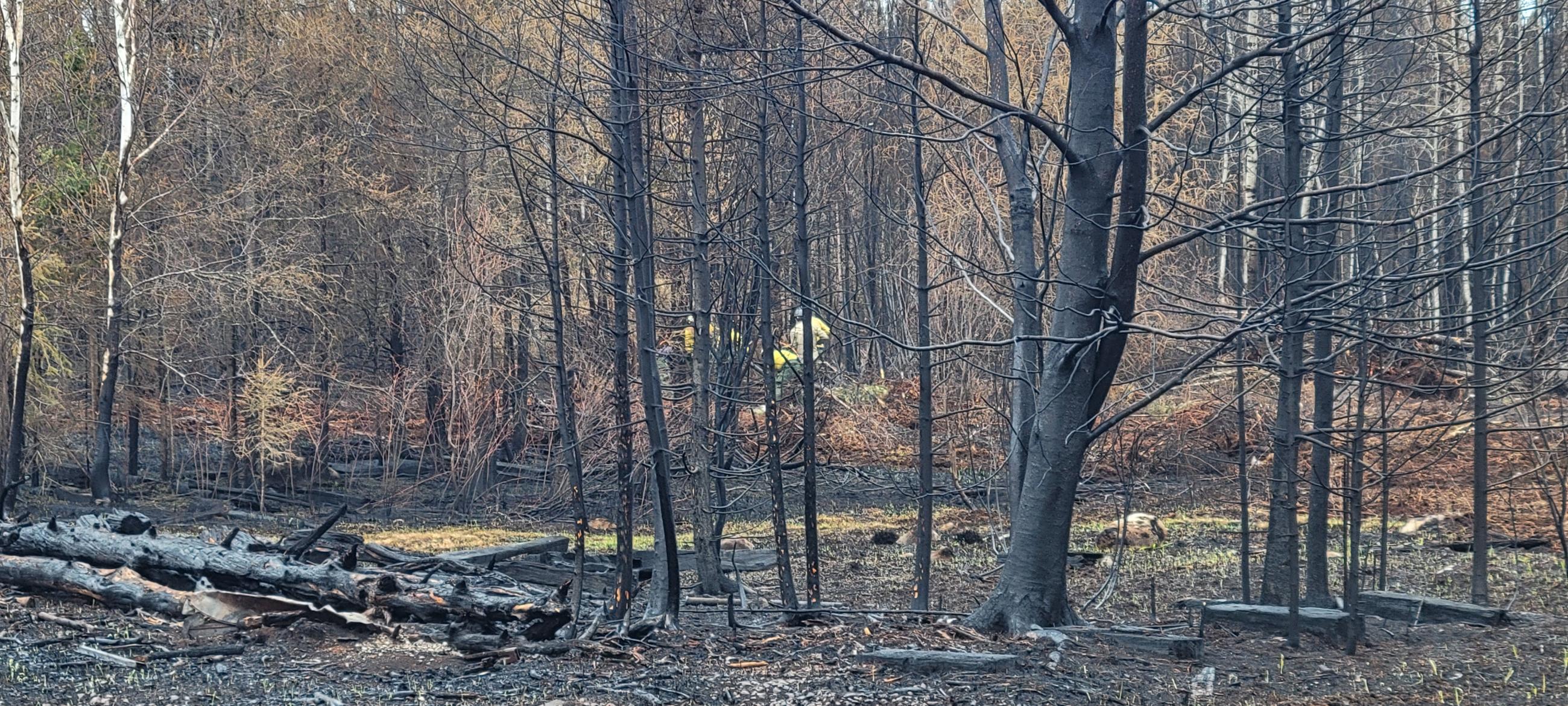 Firefighters in yellow gear walk through a charred forest at an old sawmill site near Brimson and Breda roads. The ground is covered in burned debris and thick sawdust, with blackened trees and scattered logs throughout.