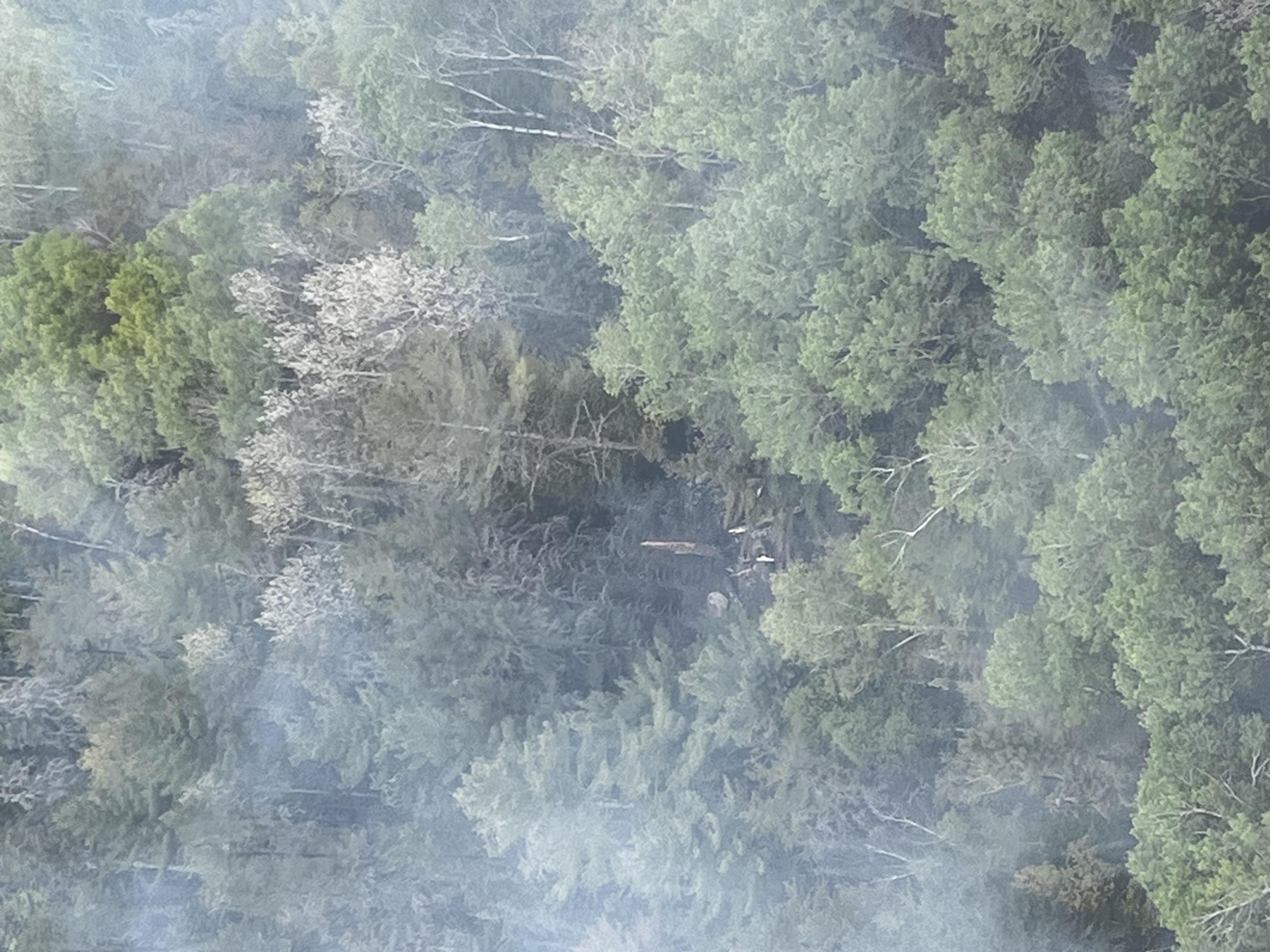 Burnt pocket in the forest from aerial view looking down 