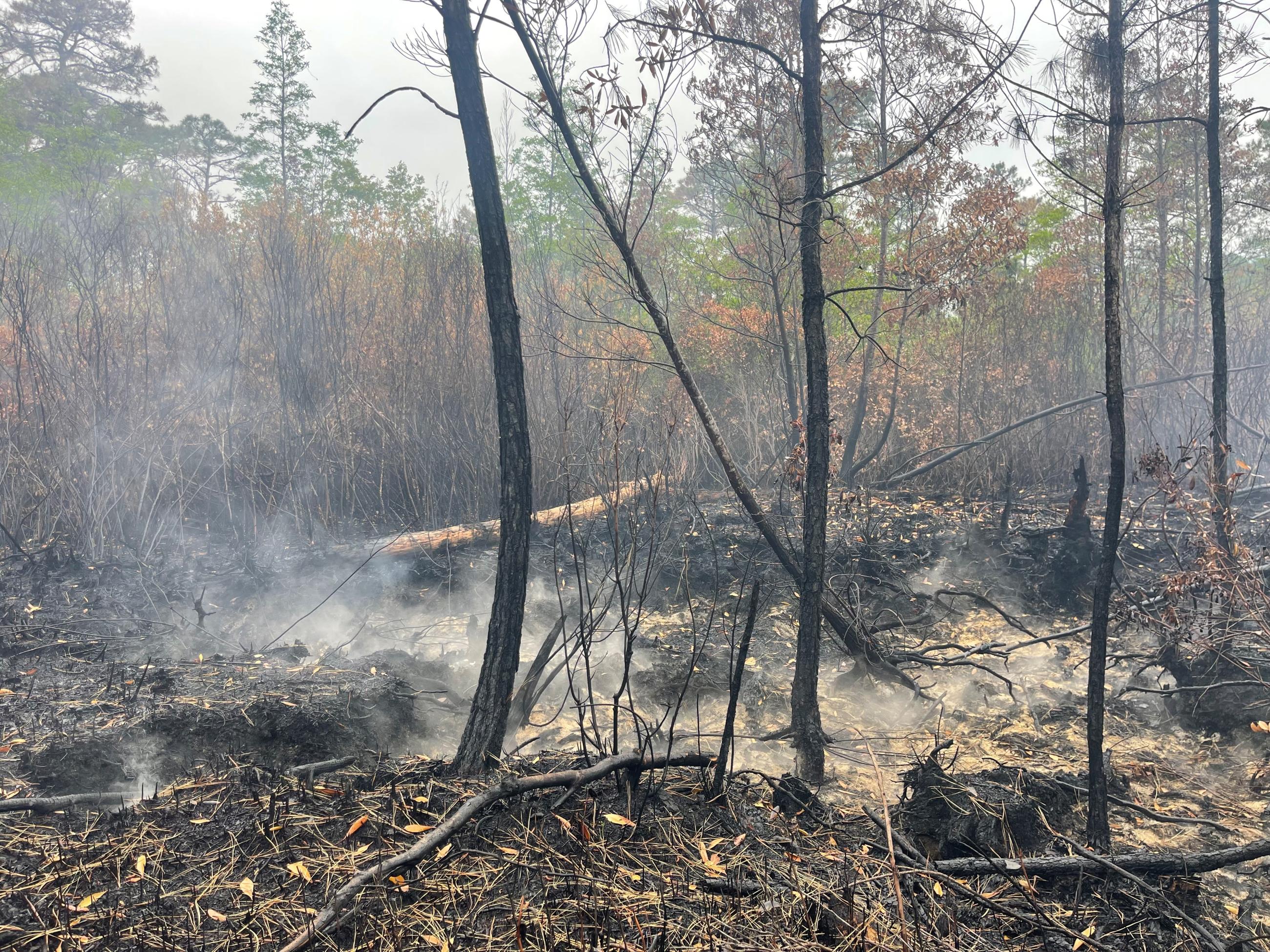 White ash in pits shows heat in the ground in peat soil in a pocosin swamp area.