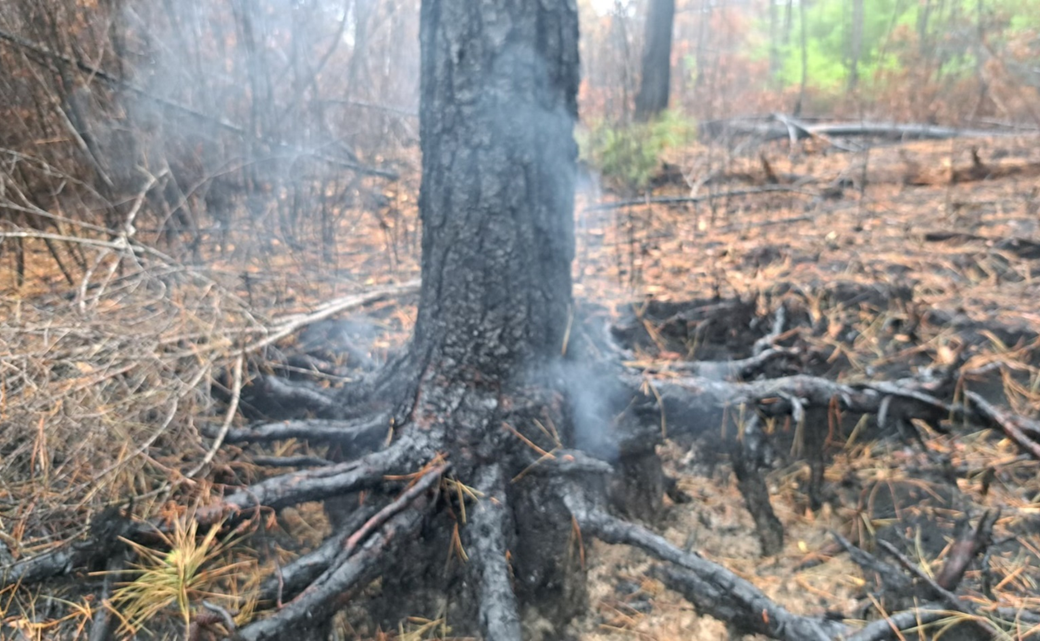 Smoldering white ash between exposed tree roots