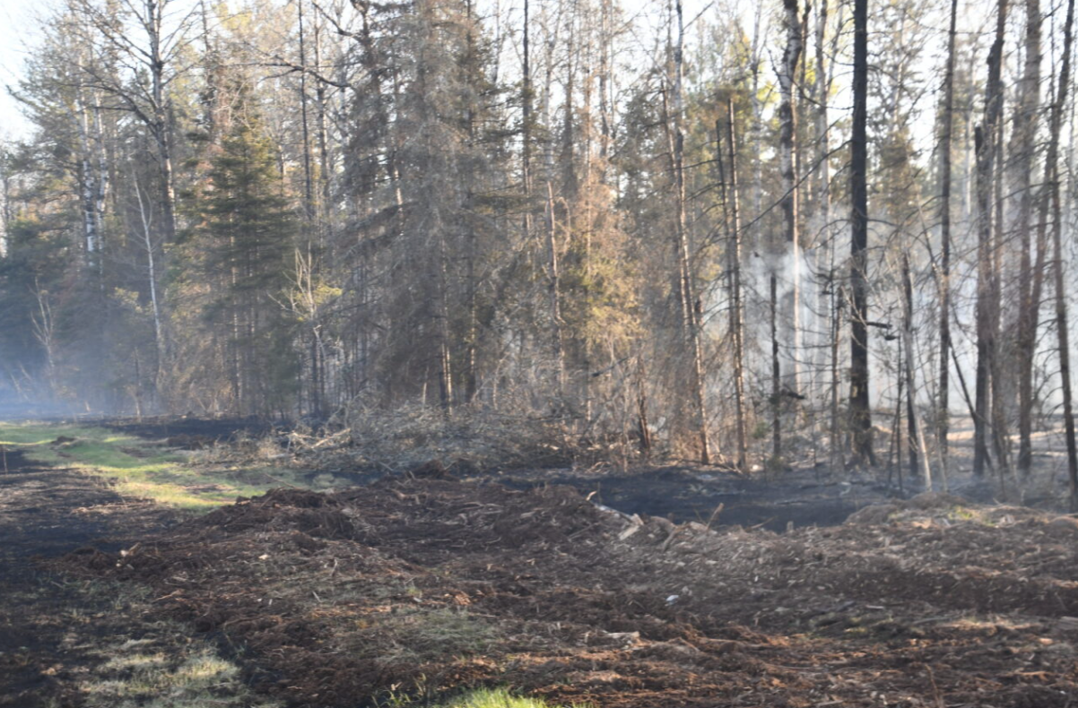 Smoldering trees amid smoke.