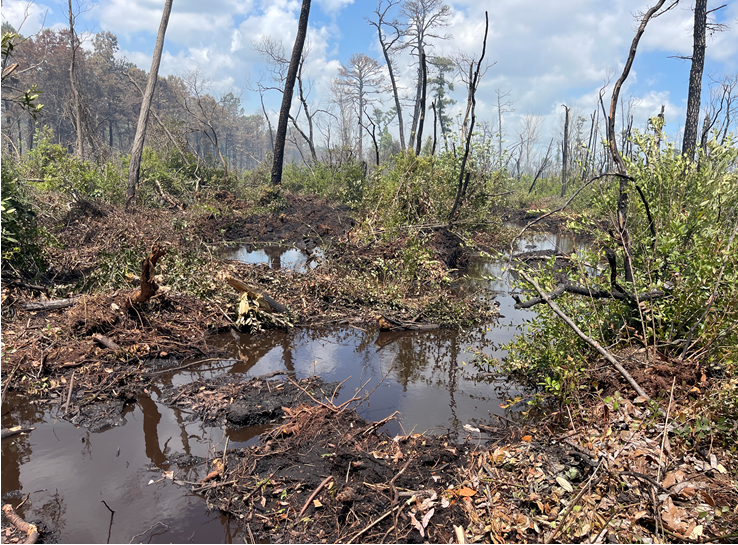 Puddles in a pocosin swamp