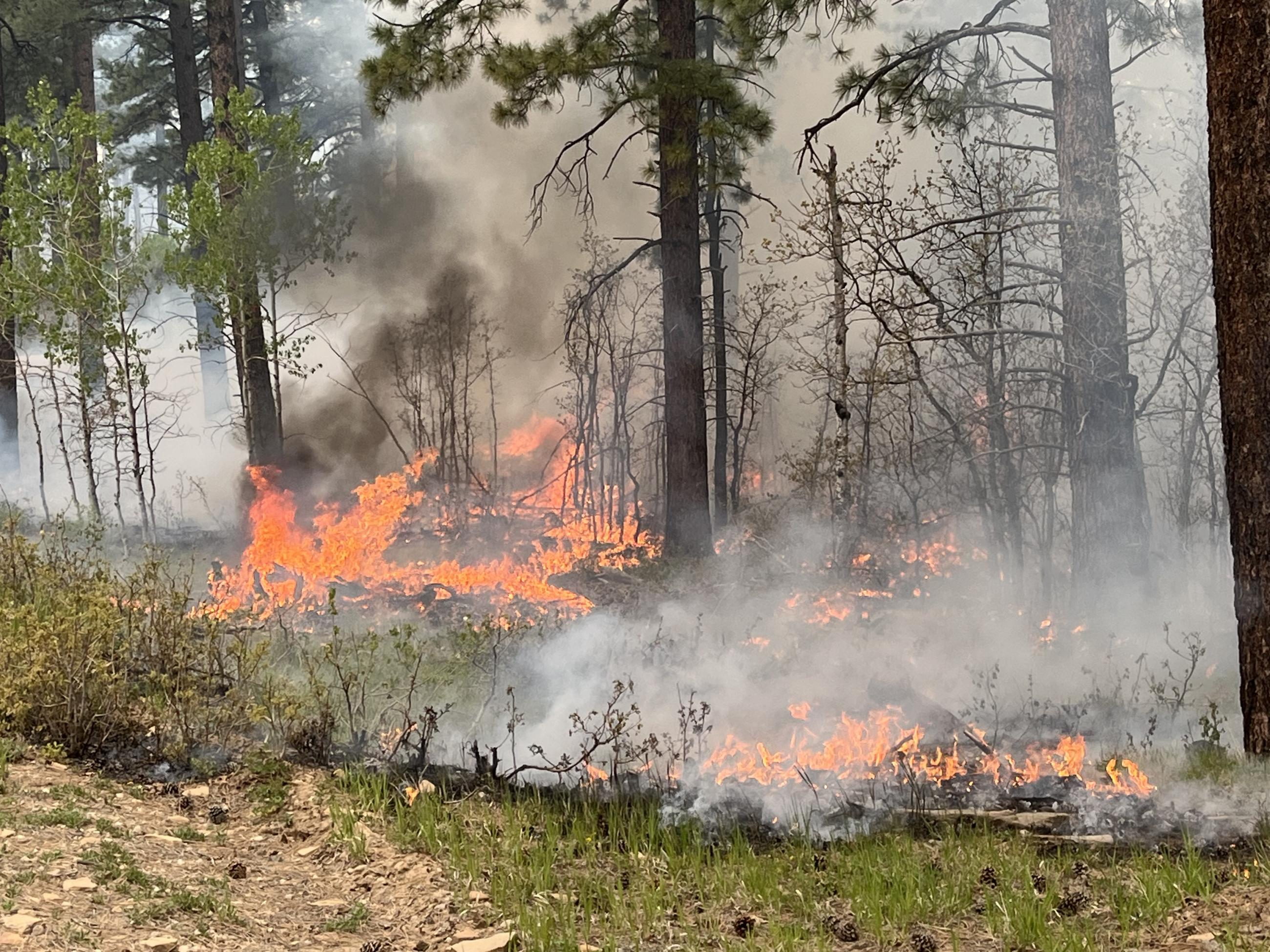 Ground fuels burning below tree canopy