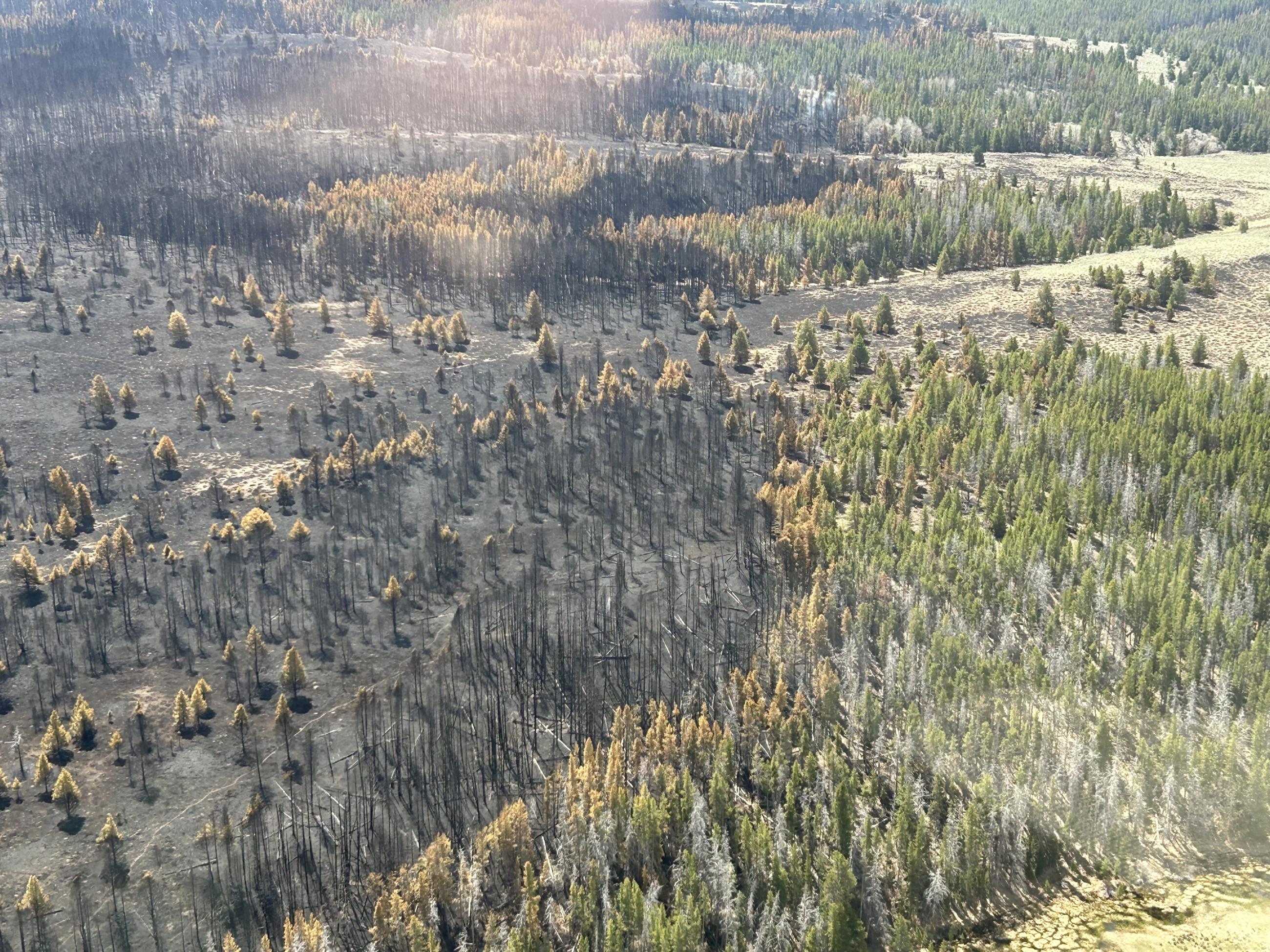 Aerial view of the sawlog fire 