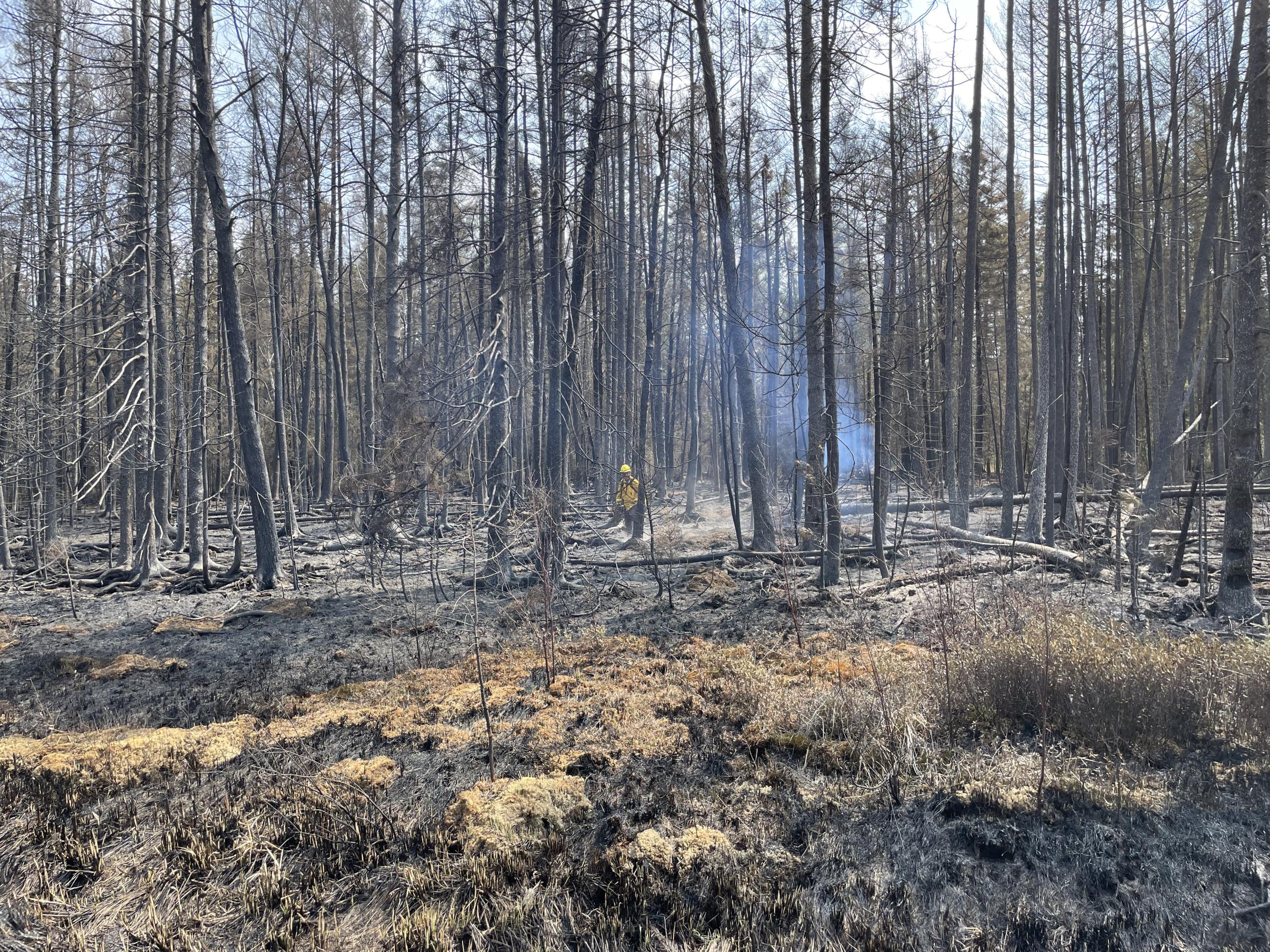 Forest with fire blacked trees and ground on the Camp House Fire