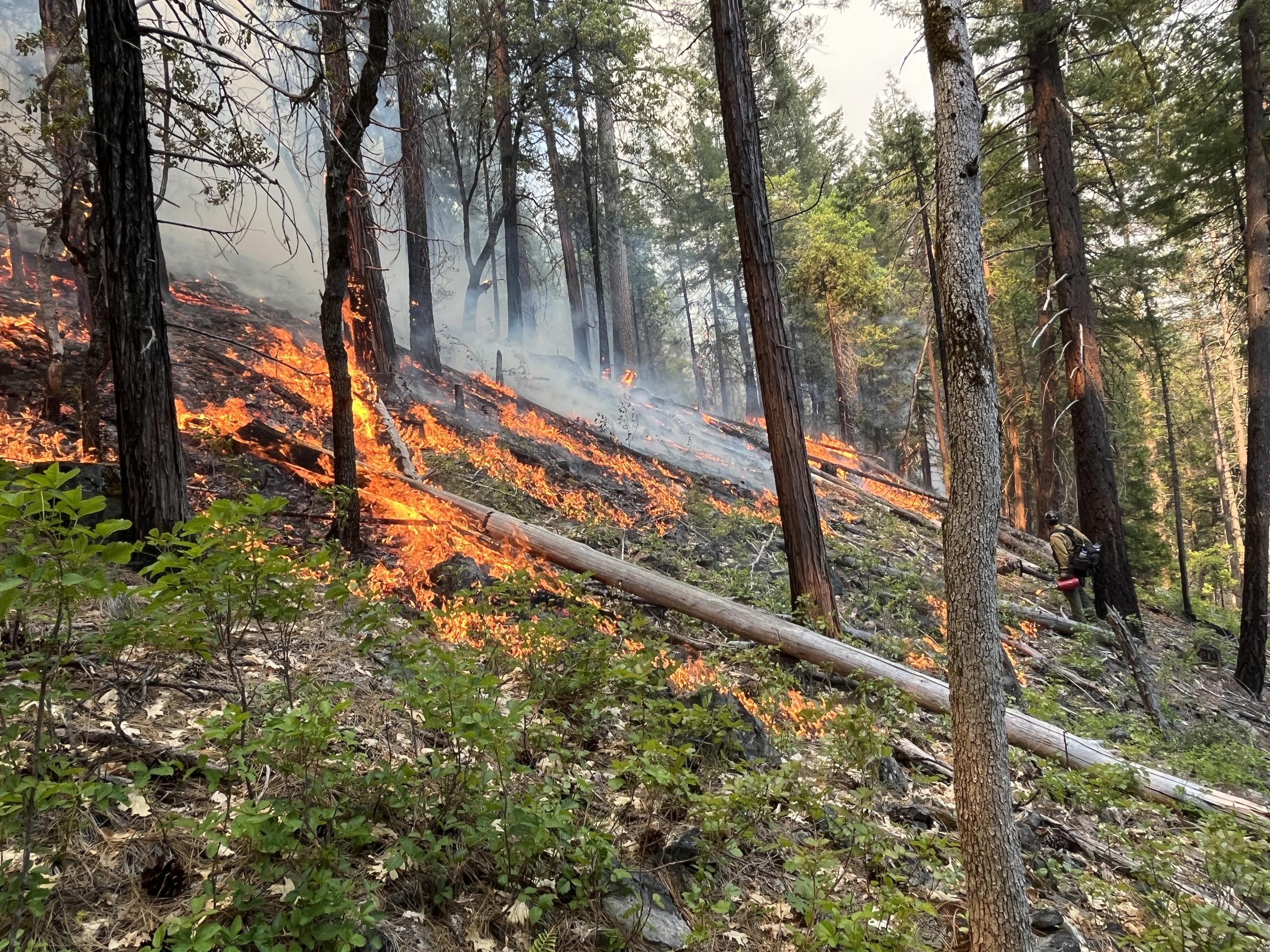A firefighter walks on a hillside underneath a mature stand of trees, lighting fire as he goes.